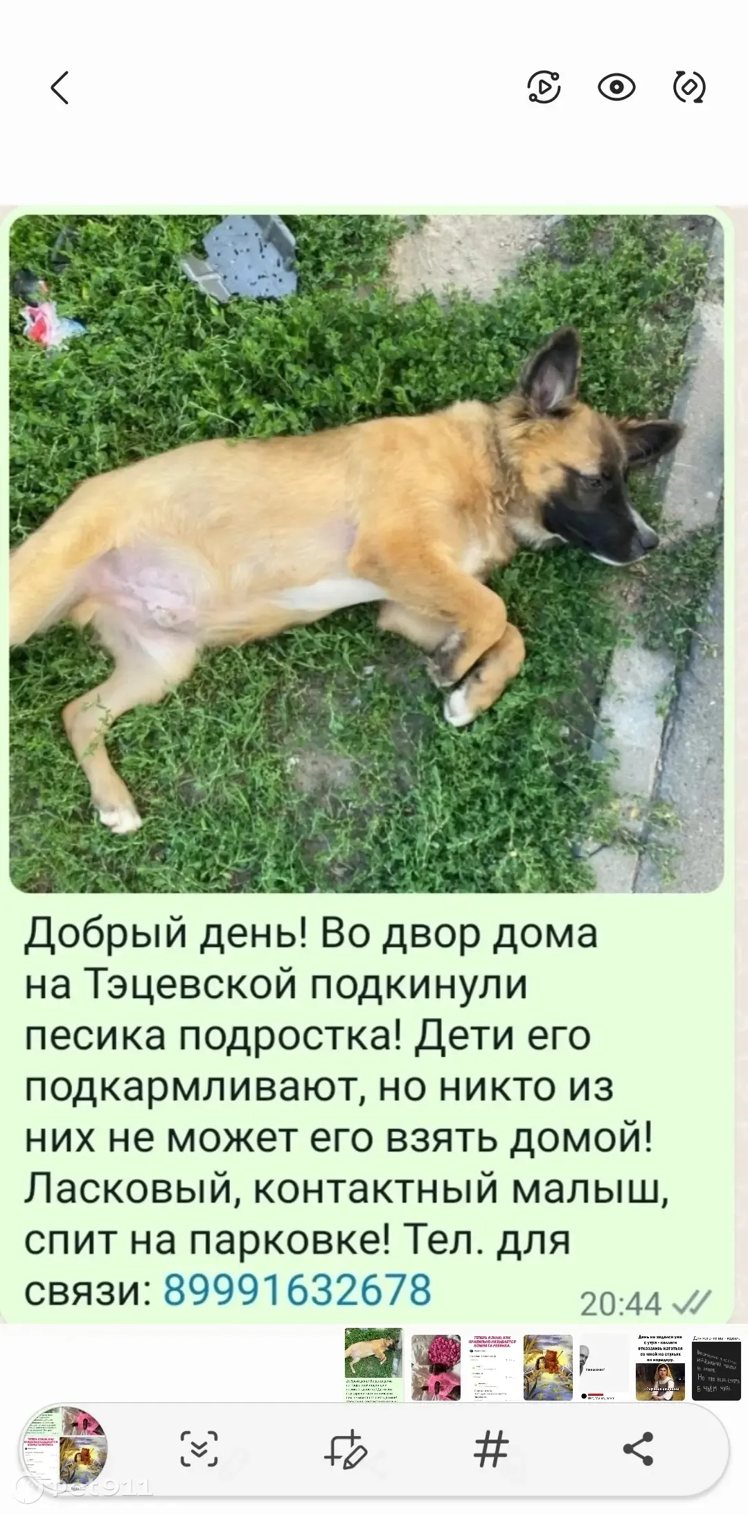 Собака найдена на Тэцевской улице, Казань | Pet911.ru