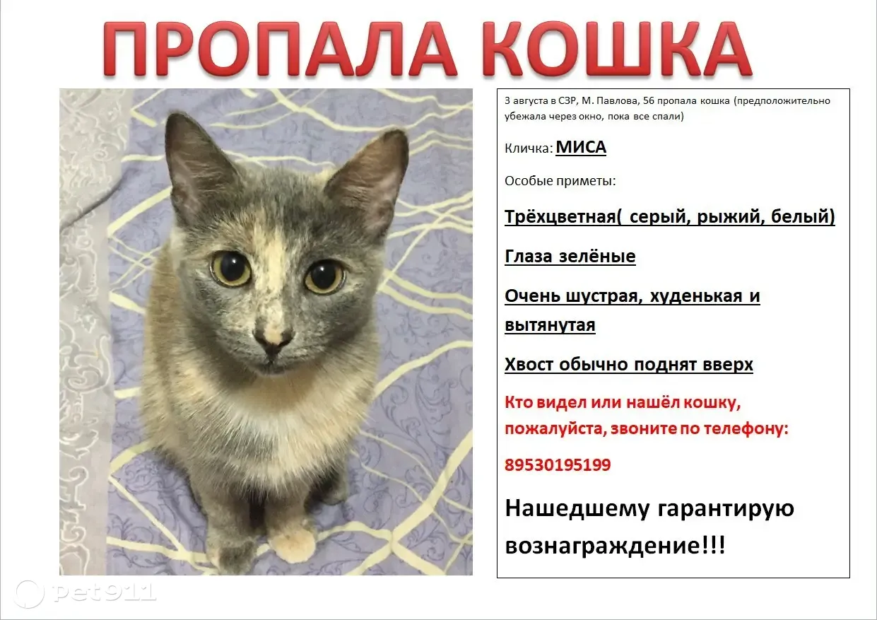 Пропала кошка на Мичмана Павлова, 56А, Чебоксары | Pet911.ru