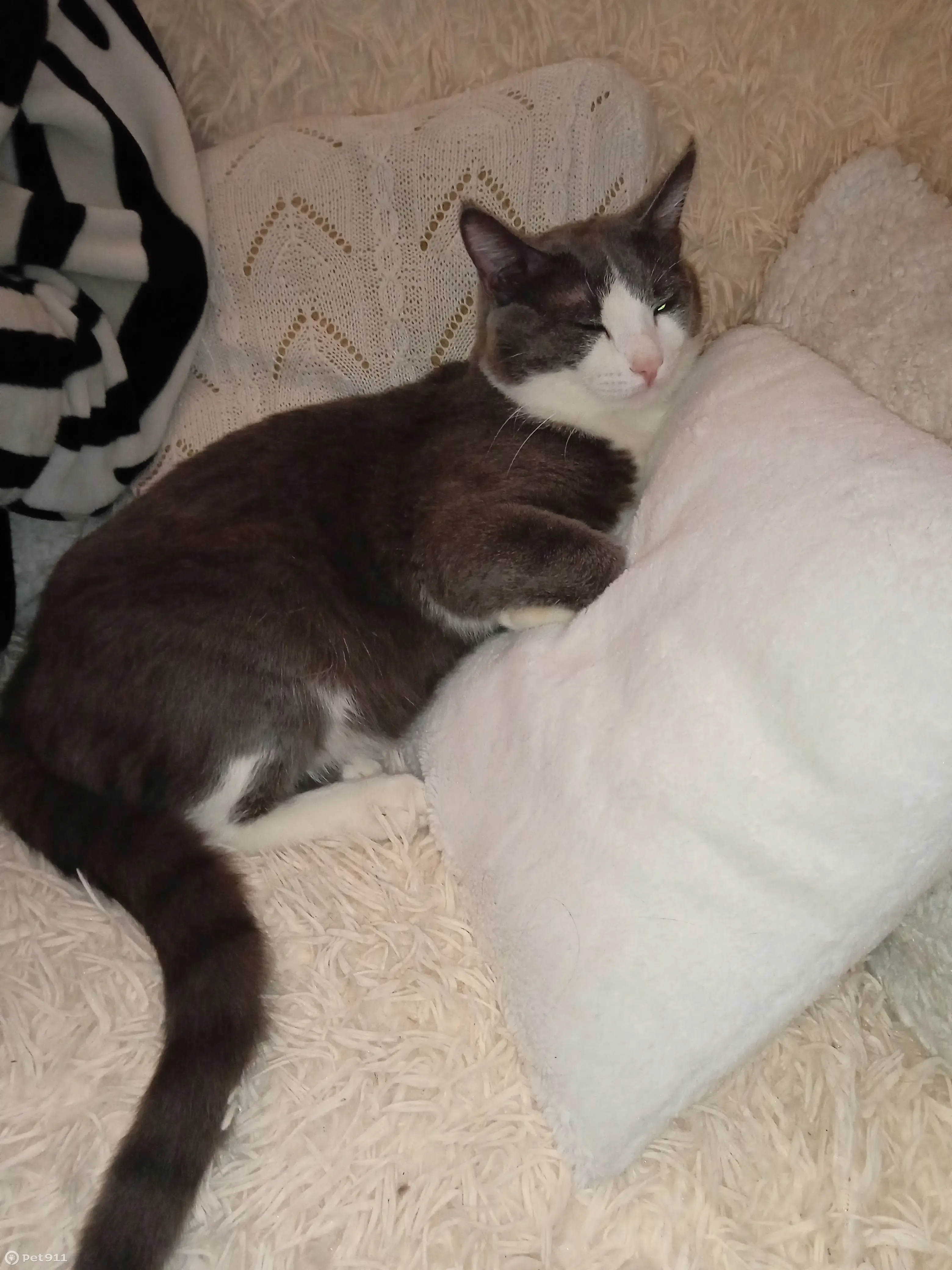 Пропала кошка по адресу ул. Партизана Германа, 18/1. - photo