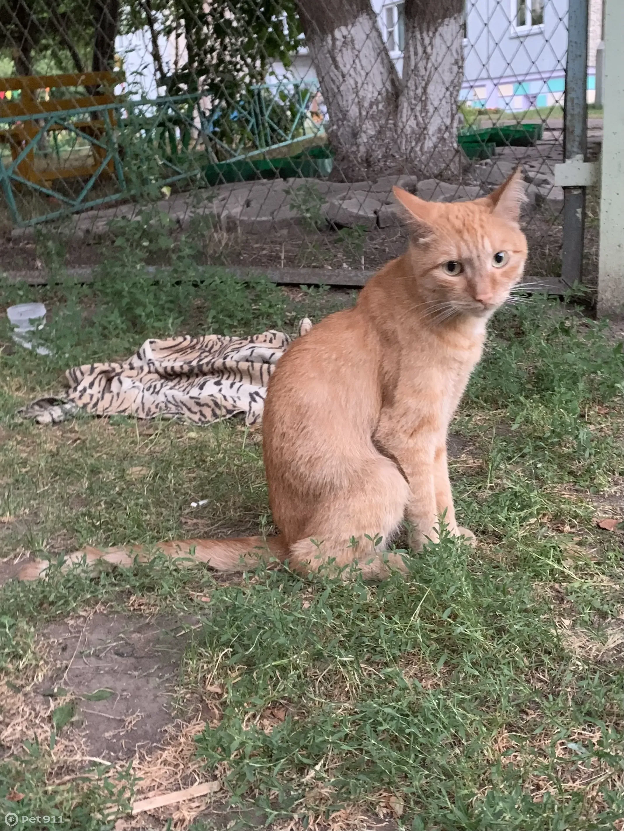 Найдена бездомная кошка на ул. 78 Добровольческой Бригады, 11 | Pet911.ru