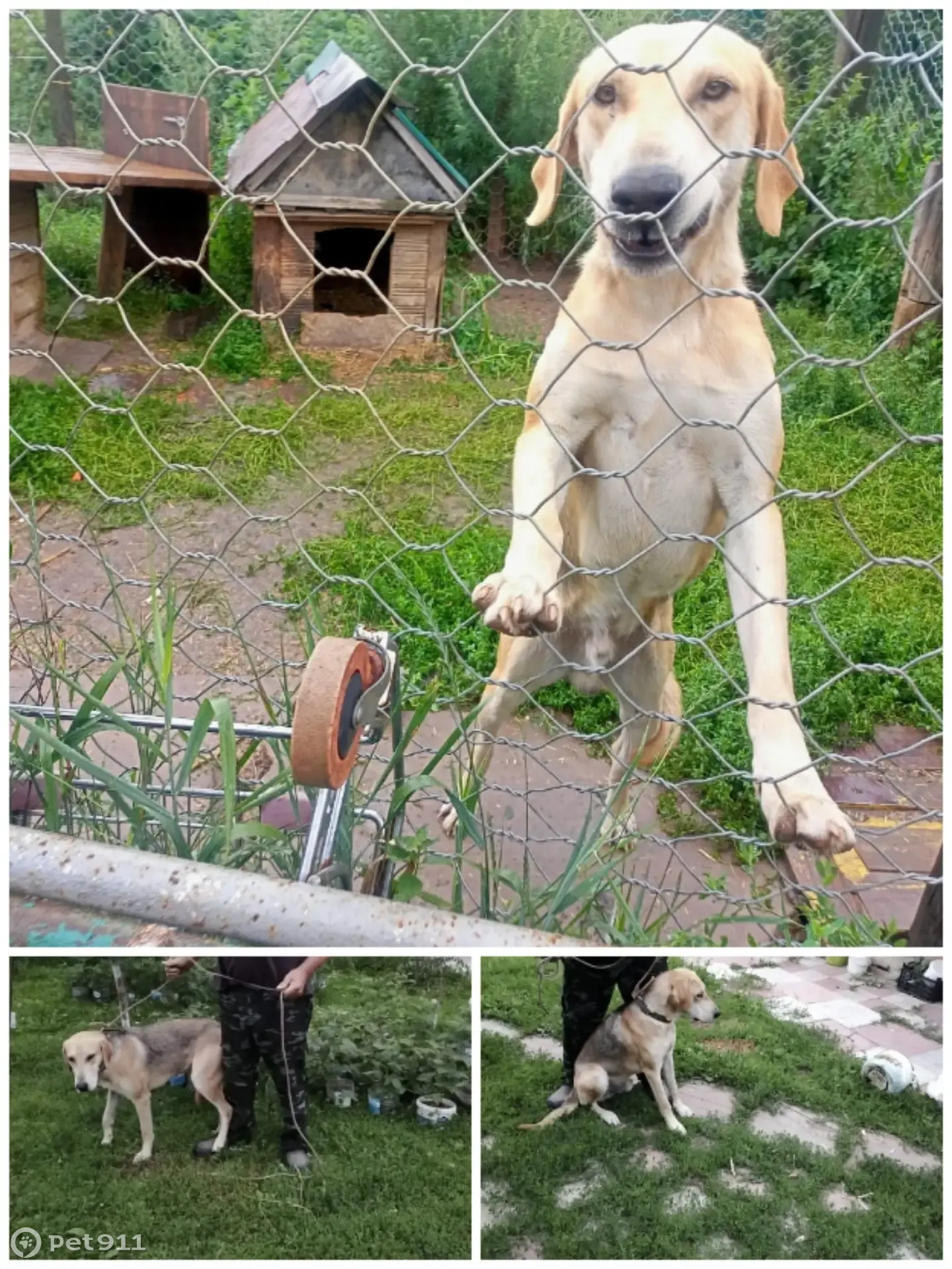 Пропала собака, порода Русская гончая, 28.07.23, Ленинский район, Плеханово  | Pet911.ru