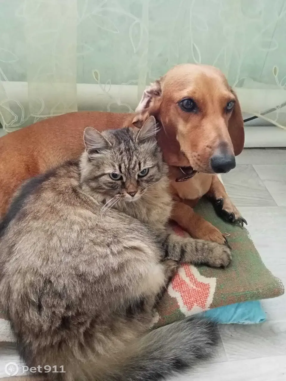 Пропала собака Девочка на ул. Пушкина, Выкса - photo