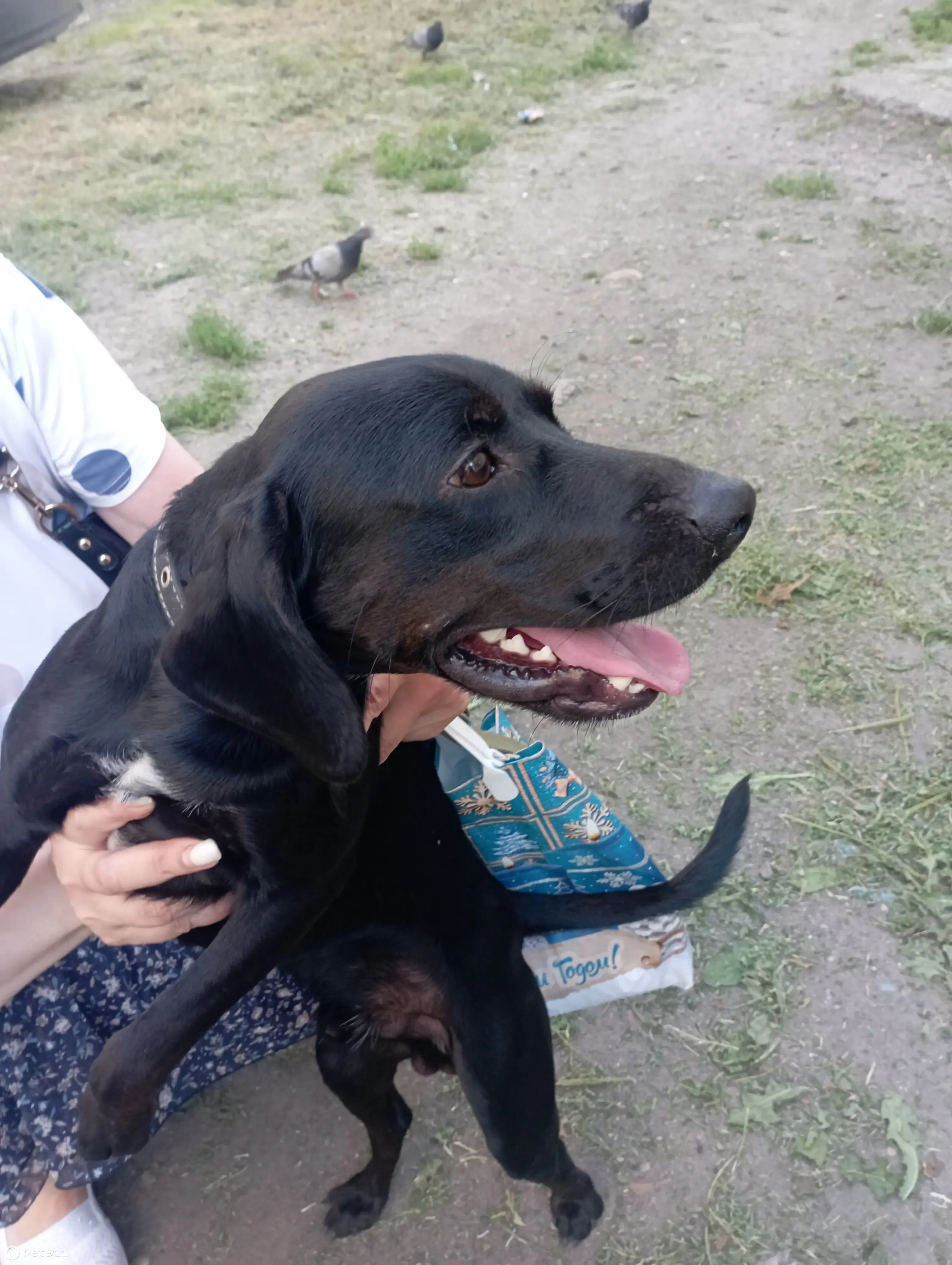 Собака Порода - гладкошерстный спаниель, окрас чёрный, кобель, ул.  Лазарева, Томск | Pet911.ru