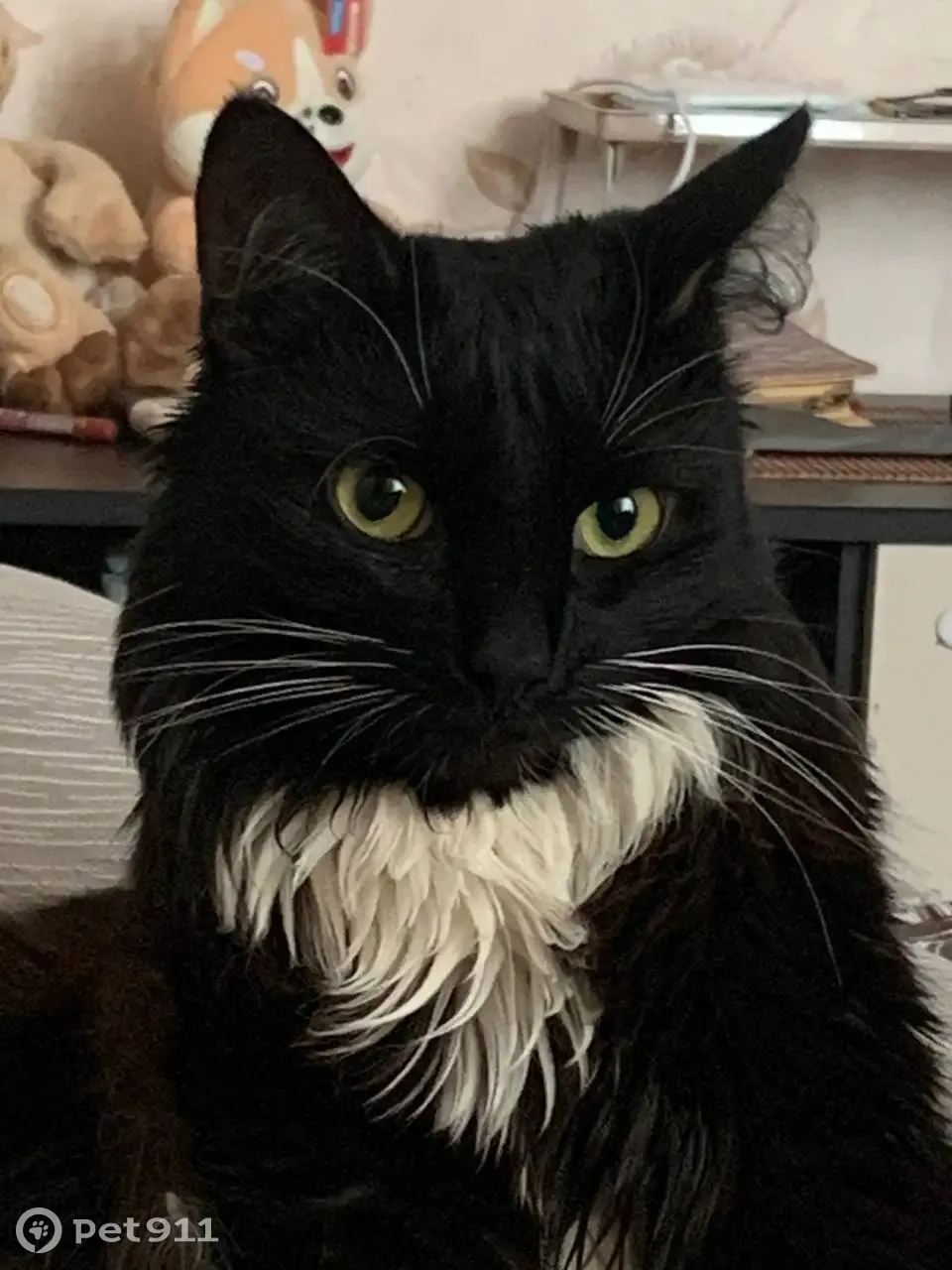 Маркиз кот