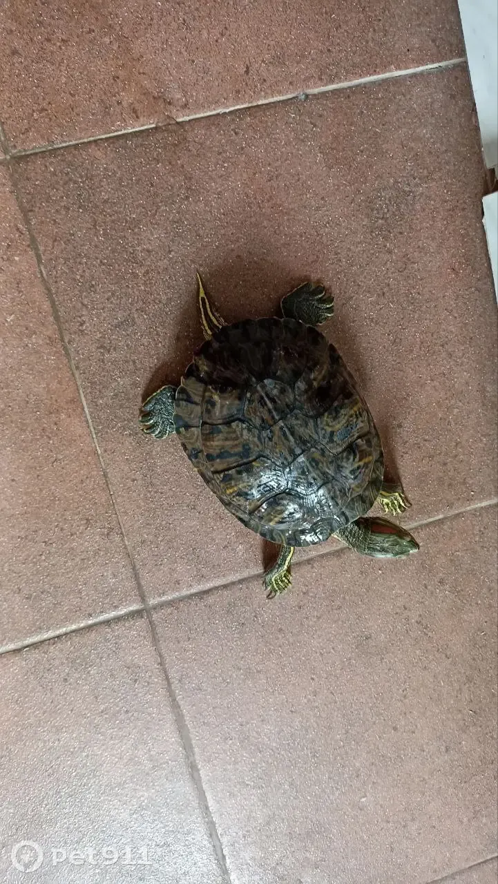 Найдена красноухая черепаха в Величково, Калужская область | Pet911.ru