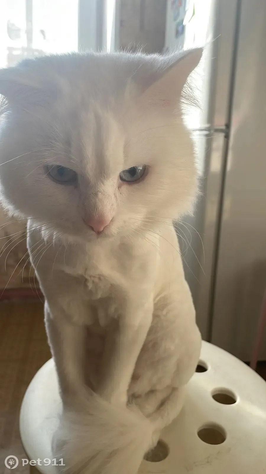 Пропала кошка Белый кот, с кисточкой на хвостике, 428, Стрежевой | Pet911.ru