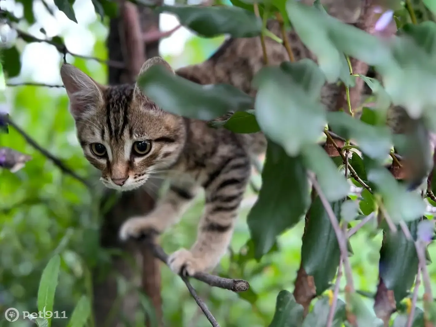 Найдены два малыша-котенка в Омске, ищут дом | Pet911.ru