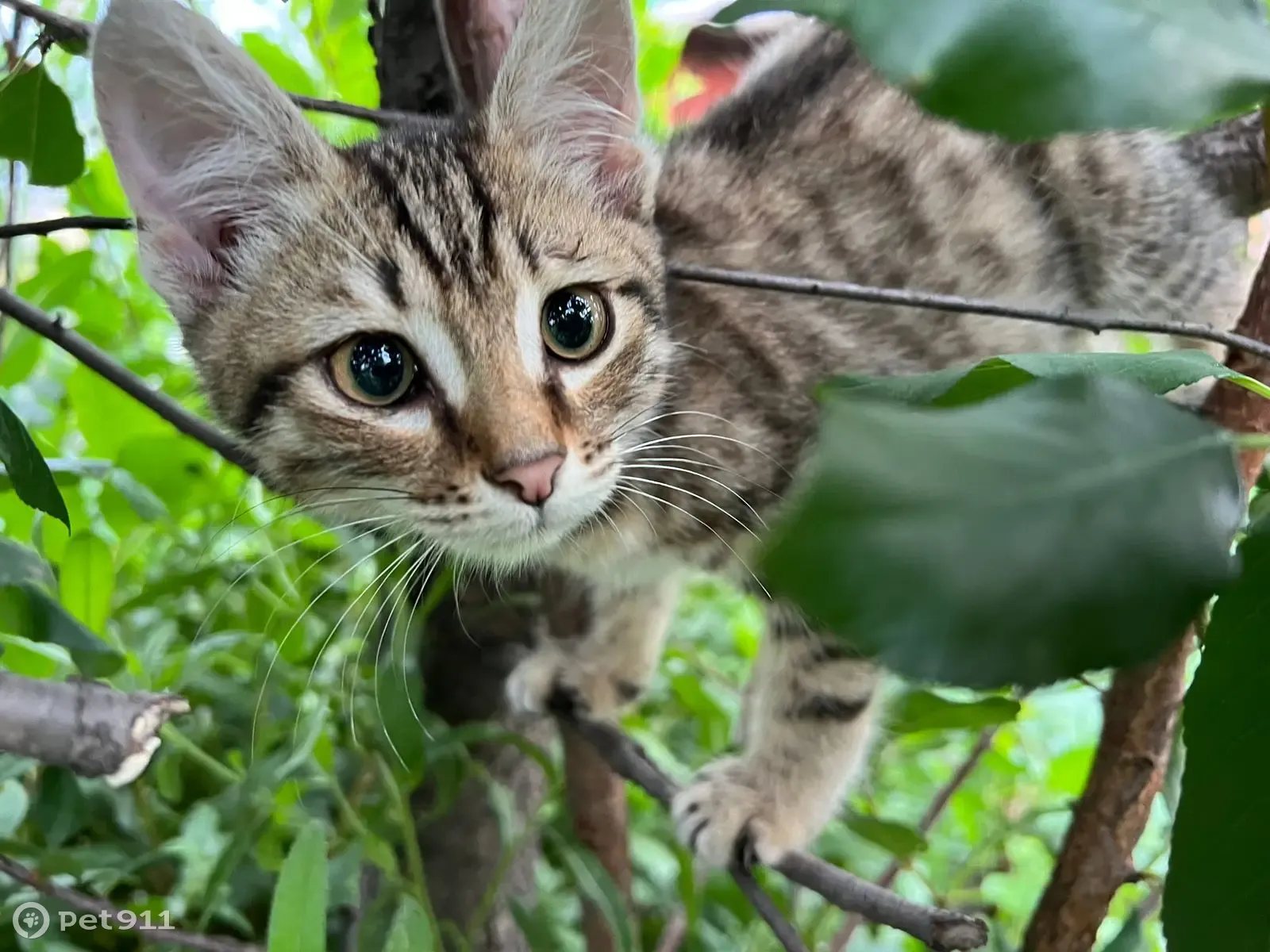 Найдены два малыша-котенка в Омске, ищут дом | Pet911.ru