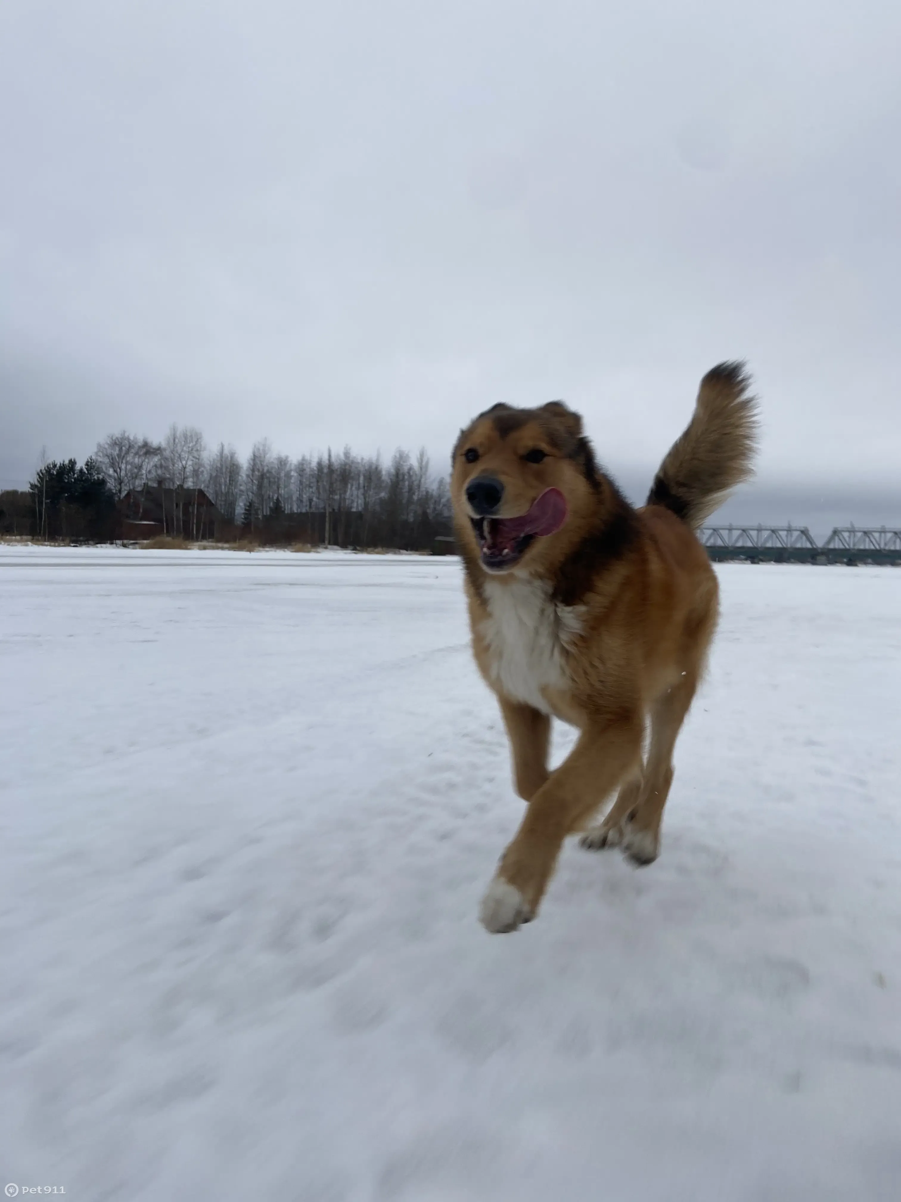 Пропала собака Мальчик Барни в Шуе, Карелия - photo