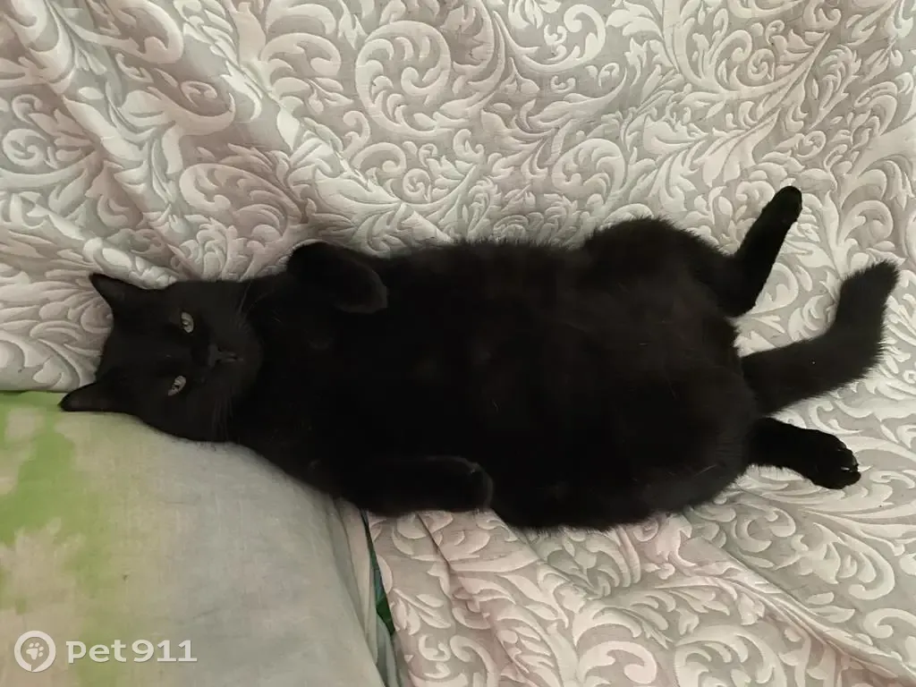 Пропала кошка Большой Черный кот, ул. Фрунзе, 22 | Pet911.ru