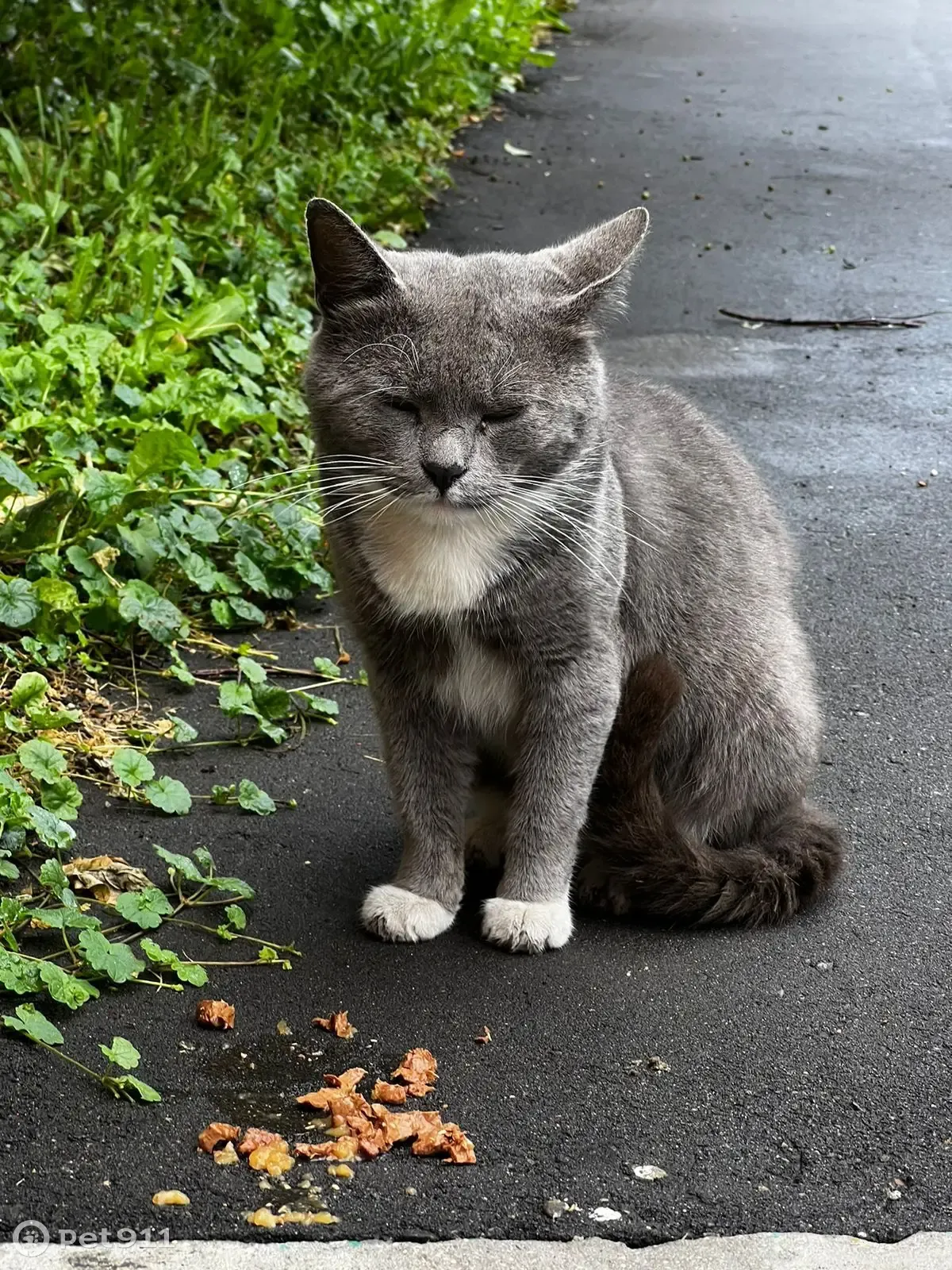 Пропала кошка Котик на ул. Островитянова, Москва | Pet911.ru