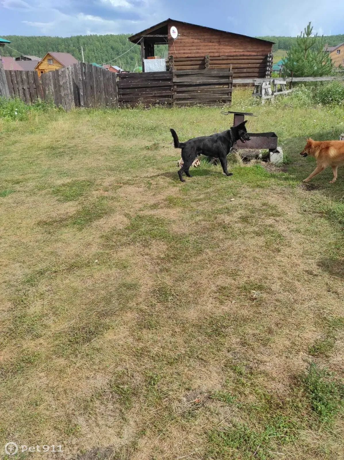 Найдена чёрная собака в Урюш-Битуллинском сельсовете - photo