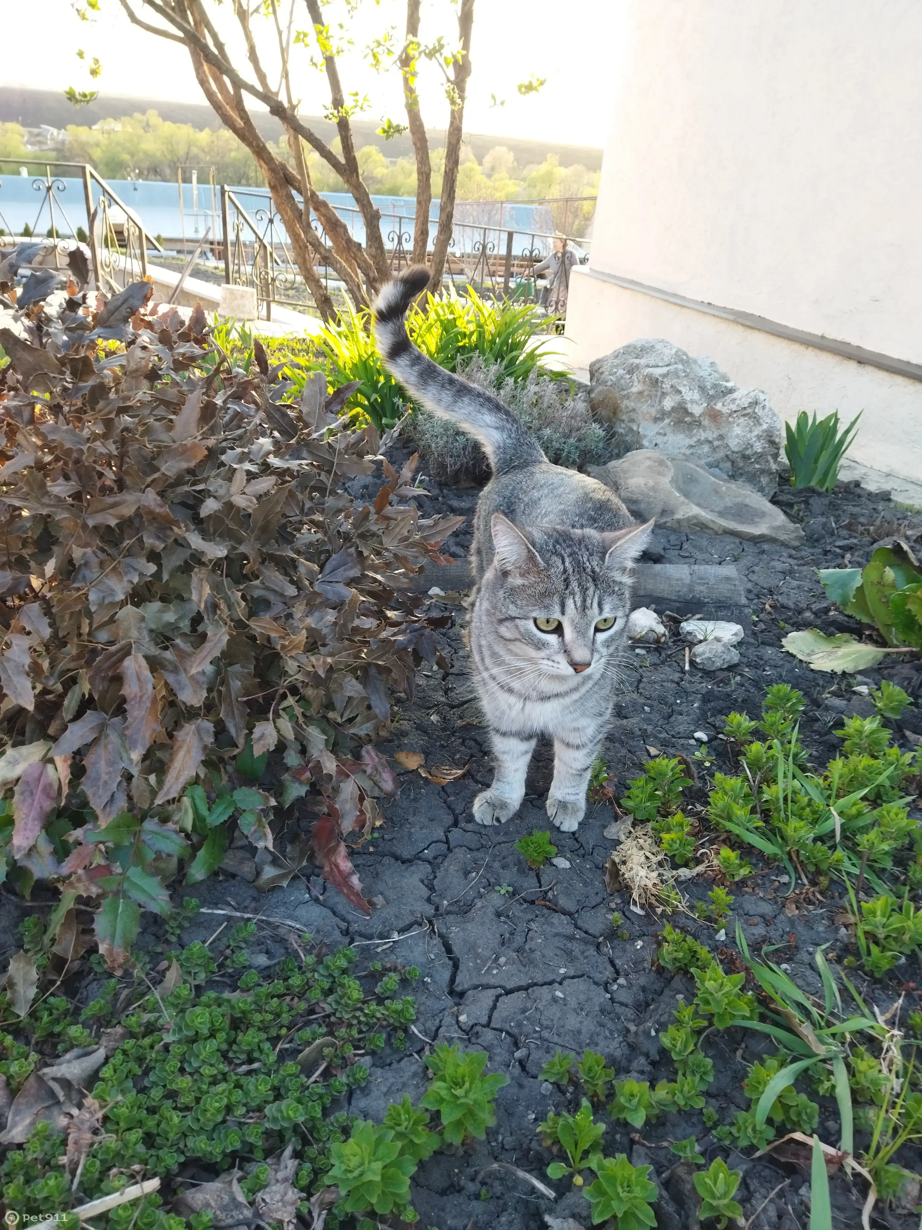 Пропал кот Пушок, Верхняя улица - photo