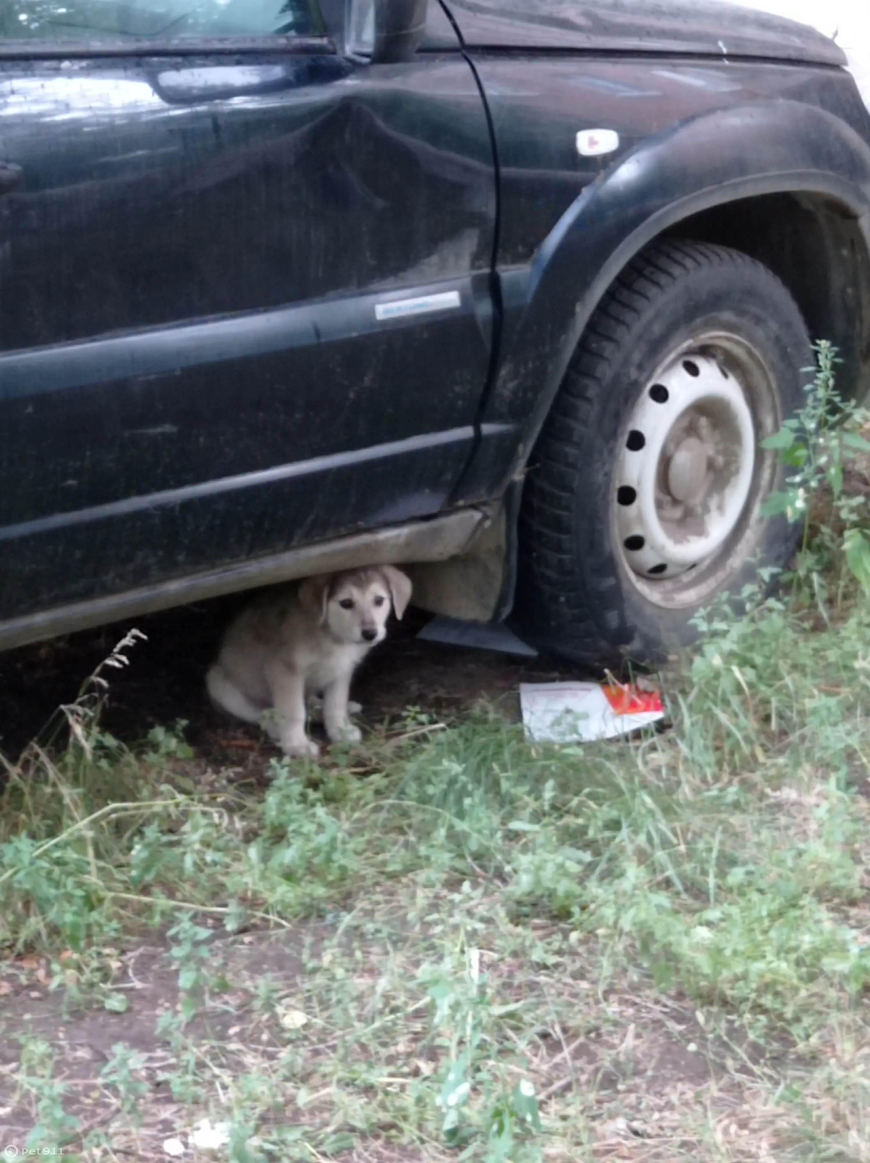 Найдена собака на Советской улице, Новотроицк - photo