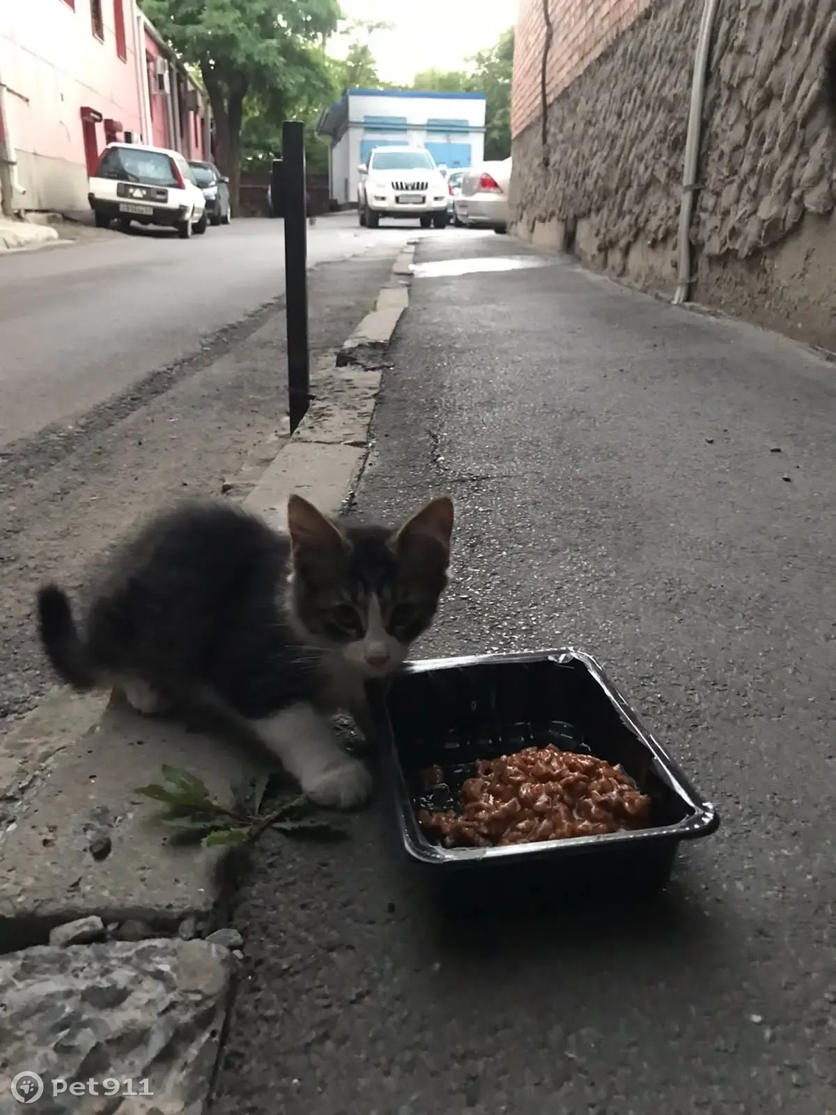 Срочно нужен дом котятам! Большая Садовая улица, Ростов-на-Дону | Pet911.ru