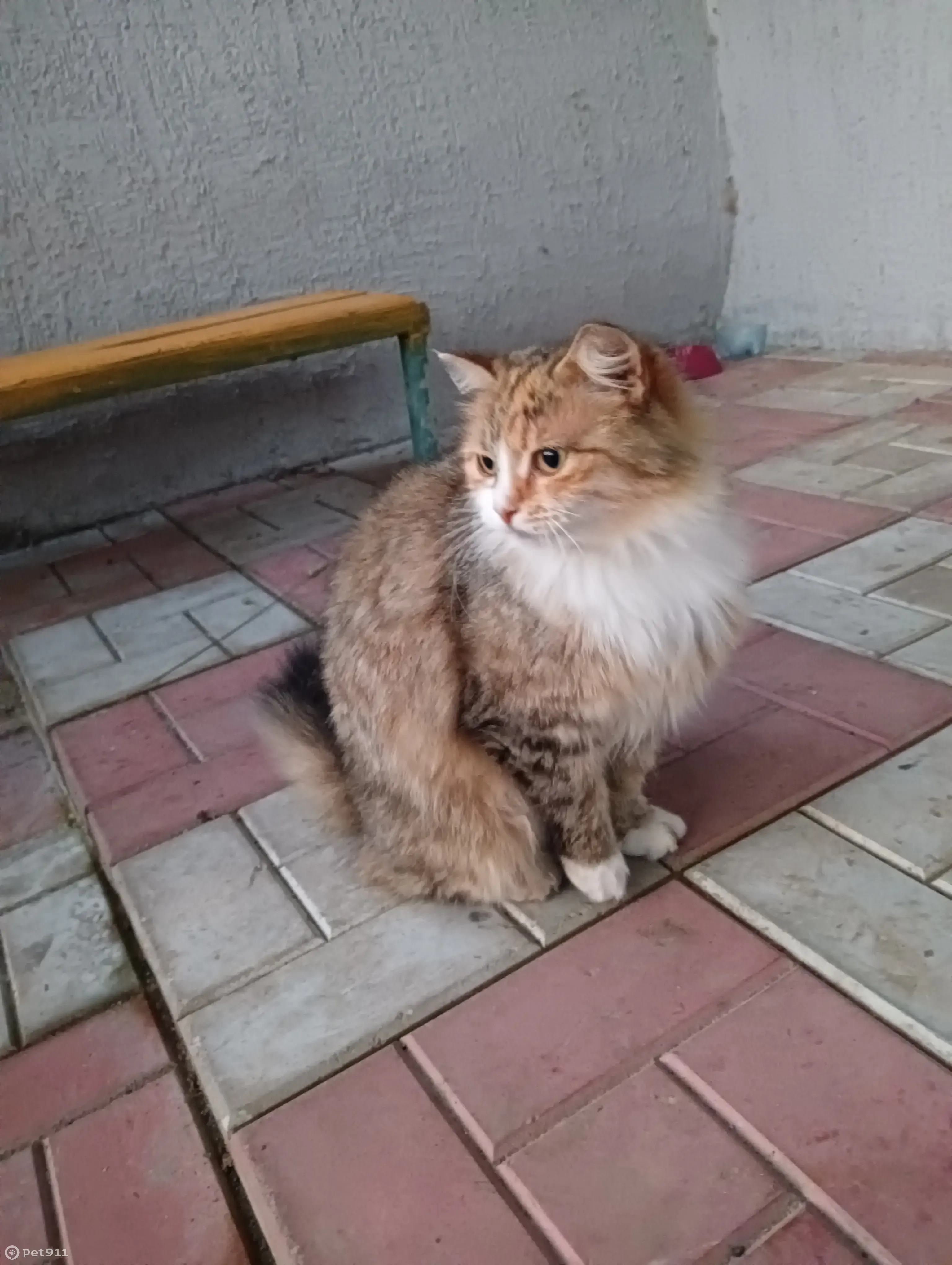 Найдена кошка: рыже-белая, ул. Высокая, 33А | Pet911.ru