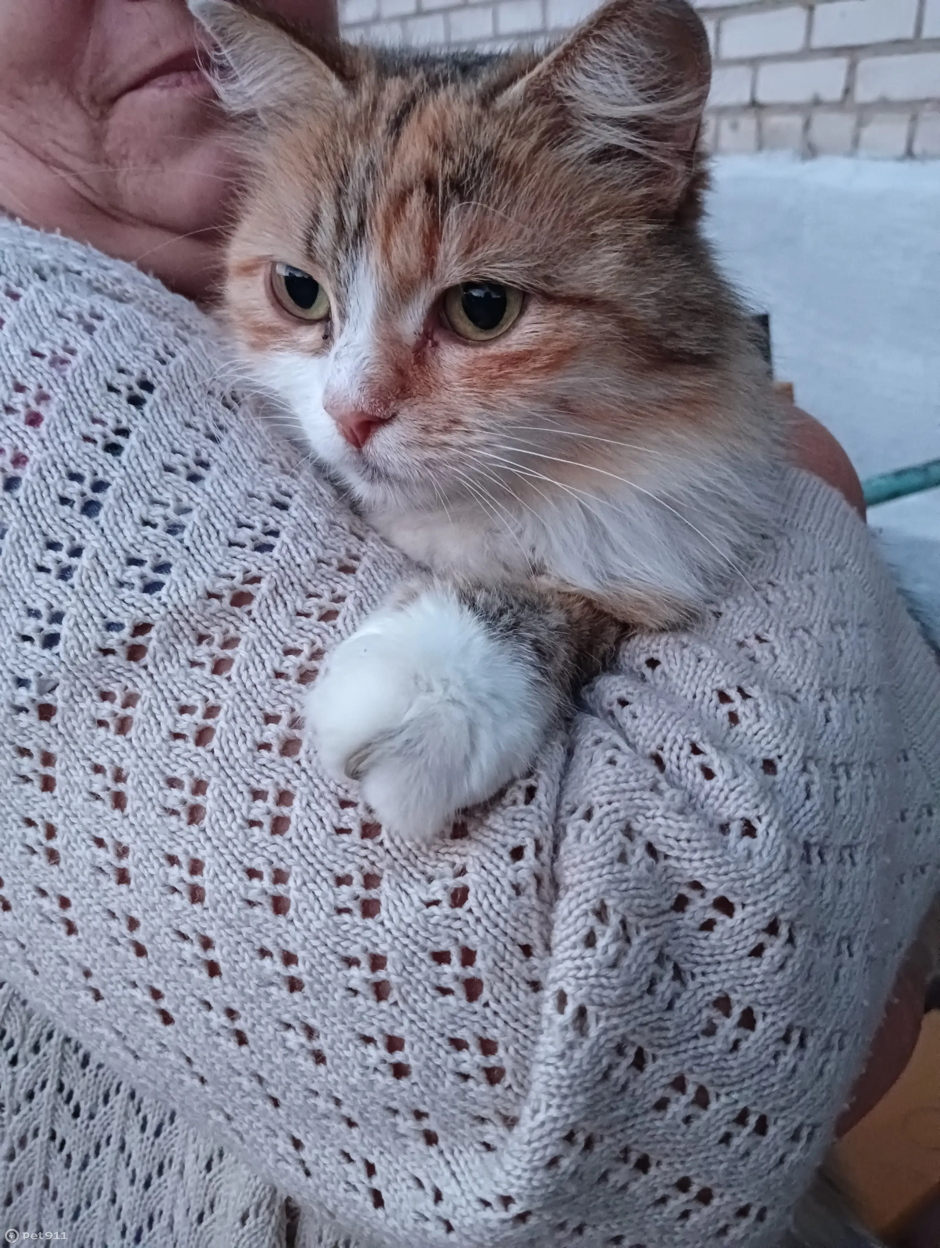 Найдена кошка: рыже-белая, ул. Высокая, 33А | Pet911.ru