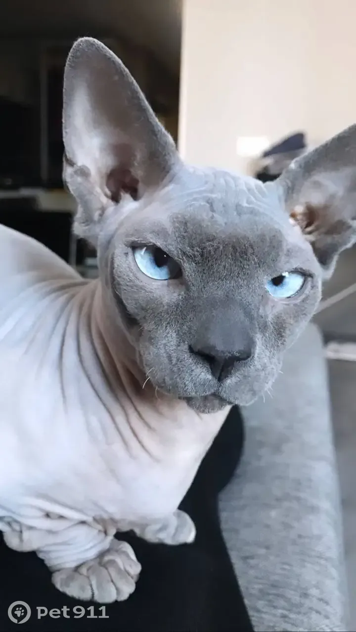 Пропала кошка Луис, адрес: Солидарности д.10 к1, СПб - photo