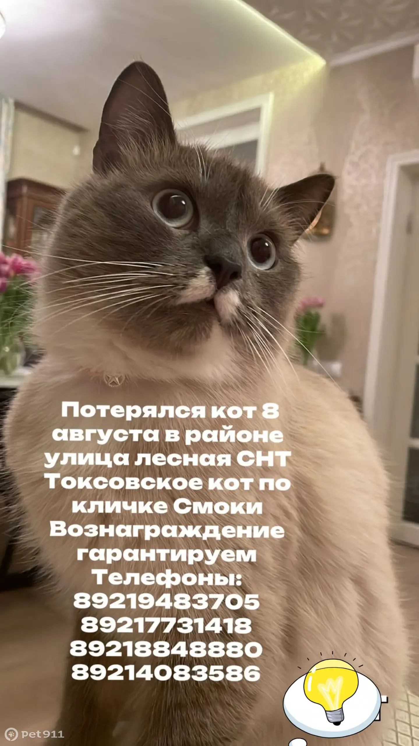 Пропал кот Смоки. Вознаграждение! | Pet911.ru