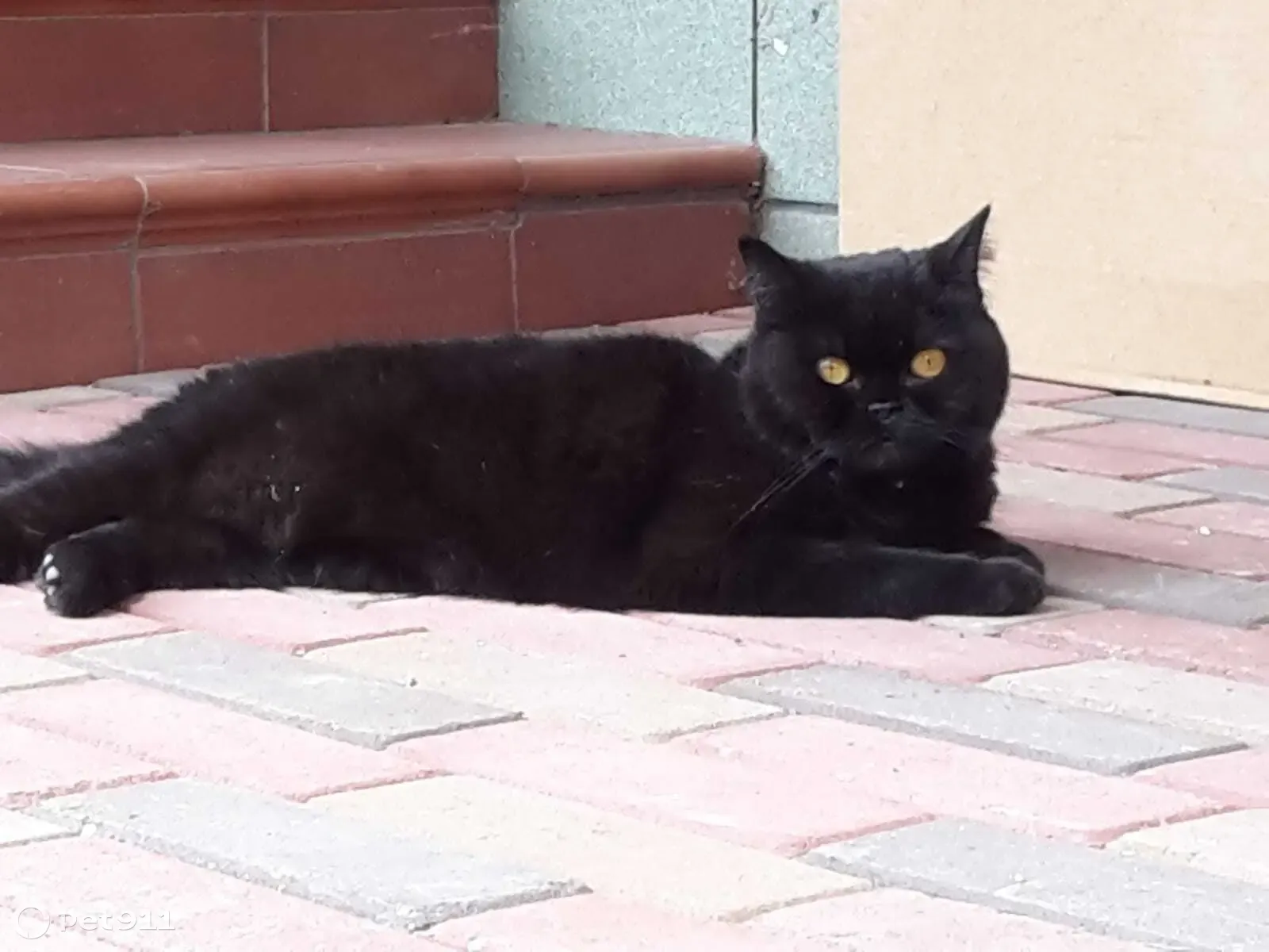 Пропала кошка, Пришвина 4А, Пушкино - photo