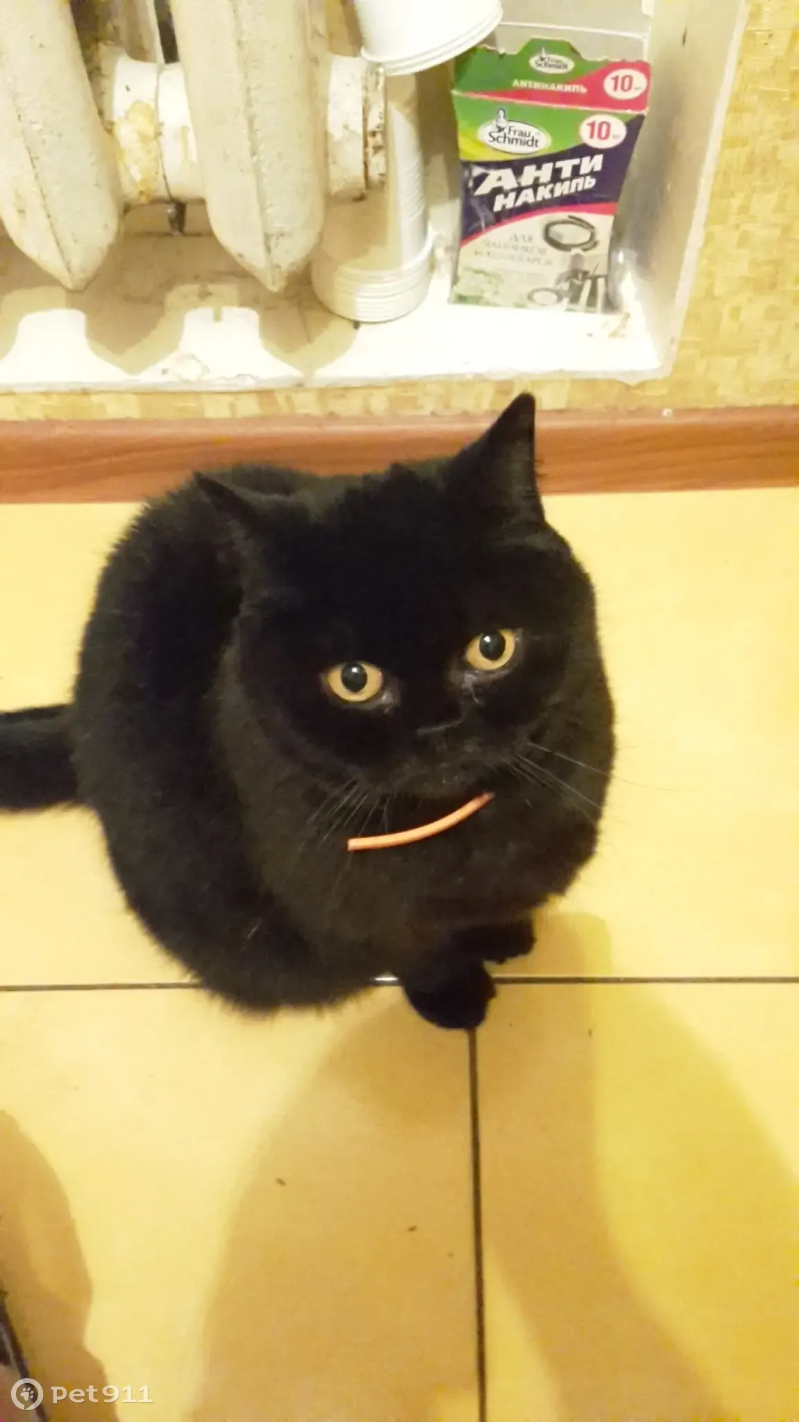 Пропала кошка на Пришвина, 4А, Пушкино - photo