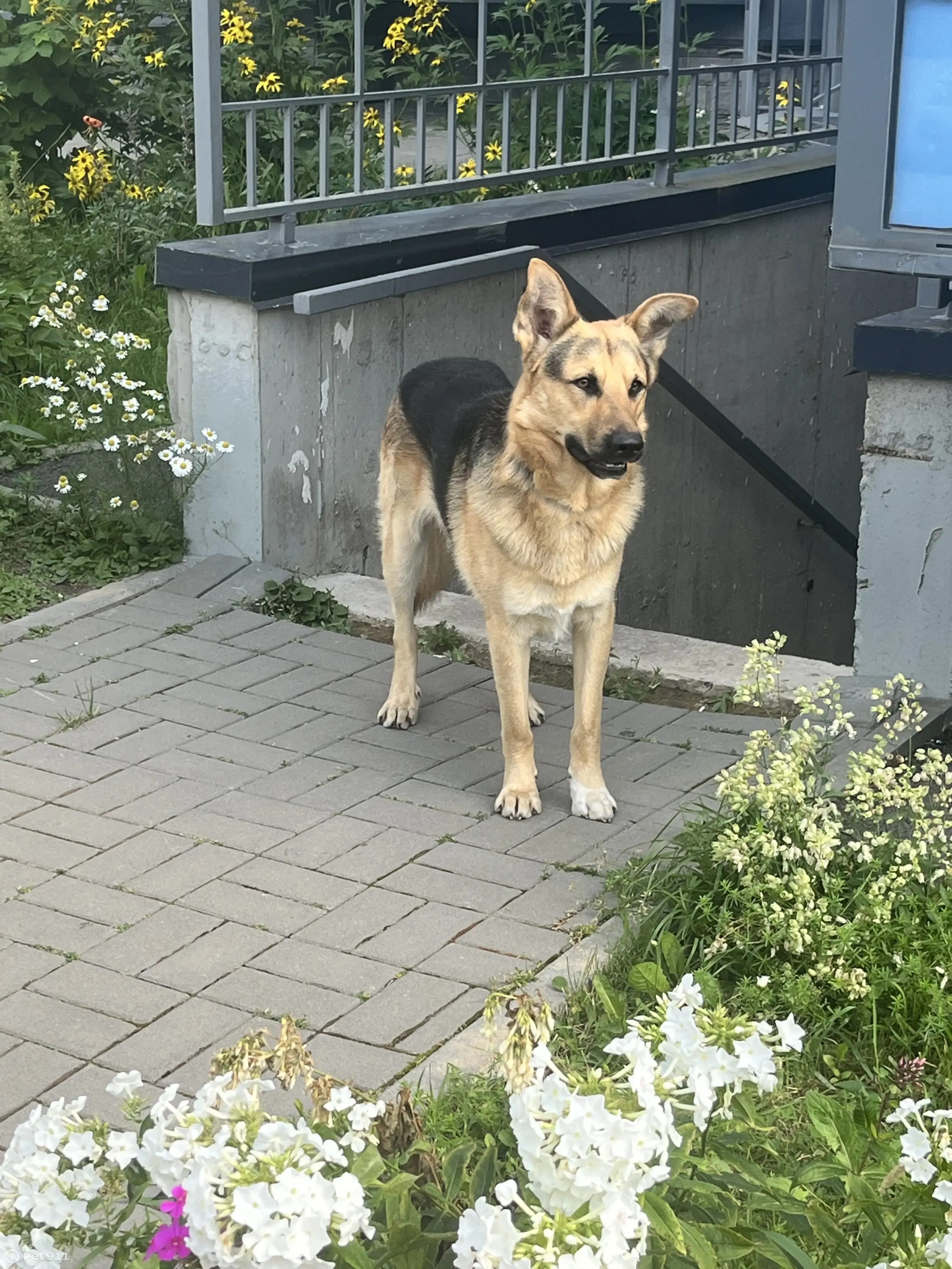 Найдена собака в ЖК на ул. Шевченко, 13, Всеволожск | Pet911.ru