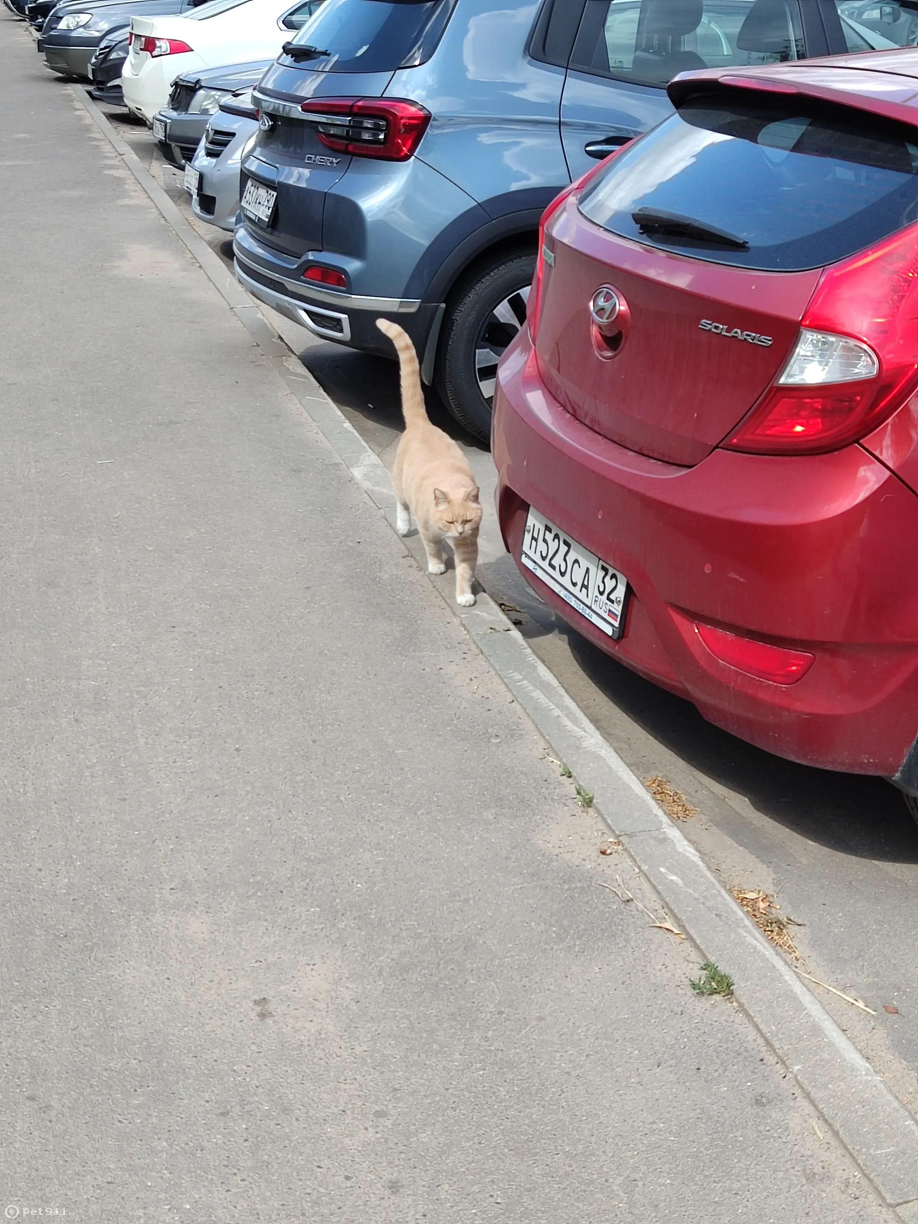 Кошка найдена на ул. Опалиха, 17, Красногорск | Pet911.ru