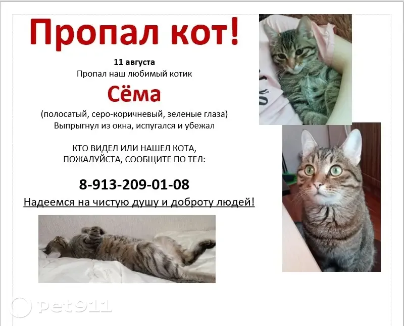 Пропавший кот сема ответы. Кот Сема. Кот сёма Омск.