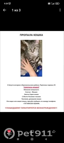 Пропала кошка, ул. Партизана Германа, 26 к1, СПб - photo