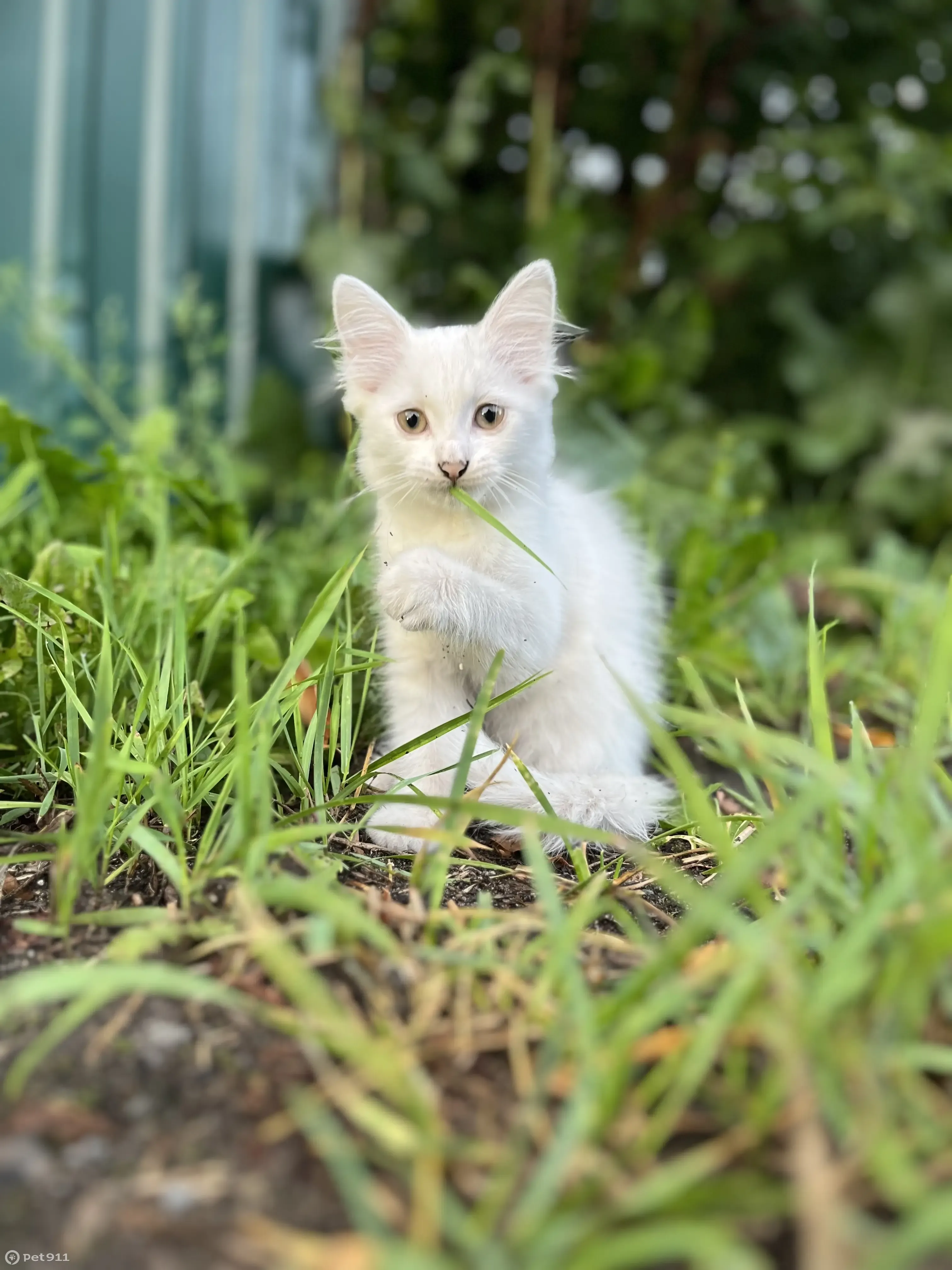 Мокрый котенок найден на Комсомольской улице | Pet911.ru