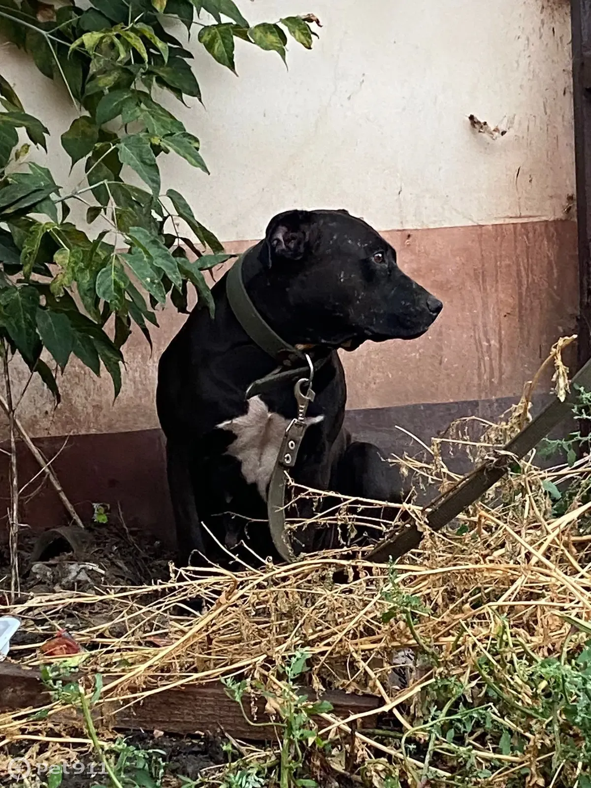 Собака бездомная, озона кооперативная 3, Новопетровское | Pet911.ru