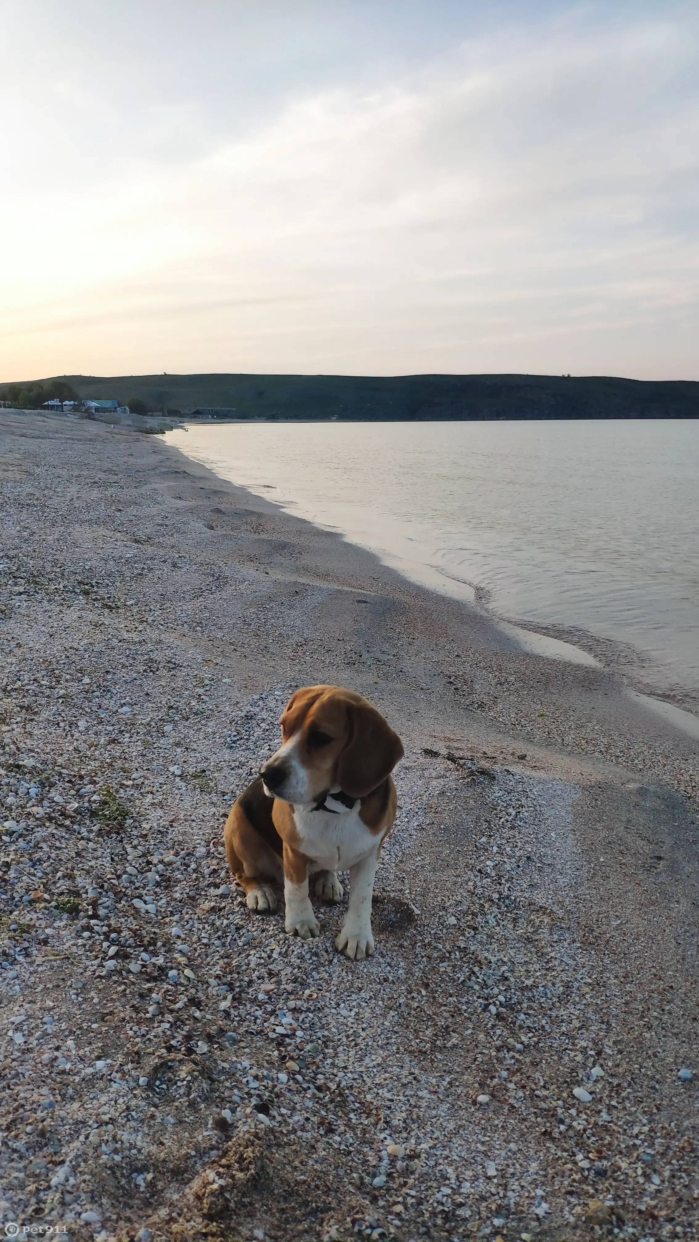 Пропала собака: бигль, ул. Маклакова, 12, Мурманск - photo