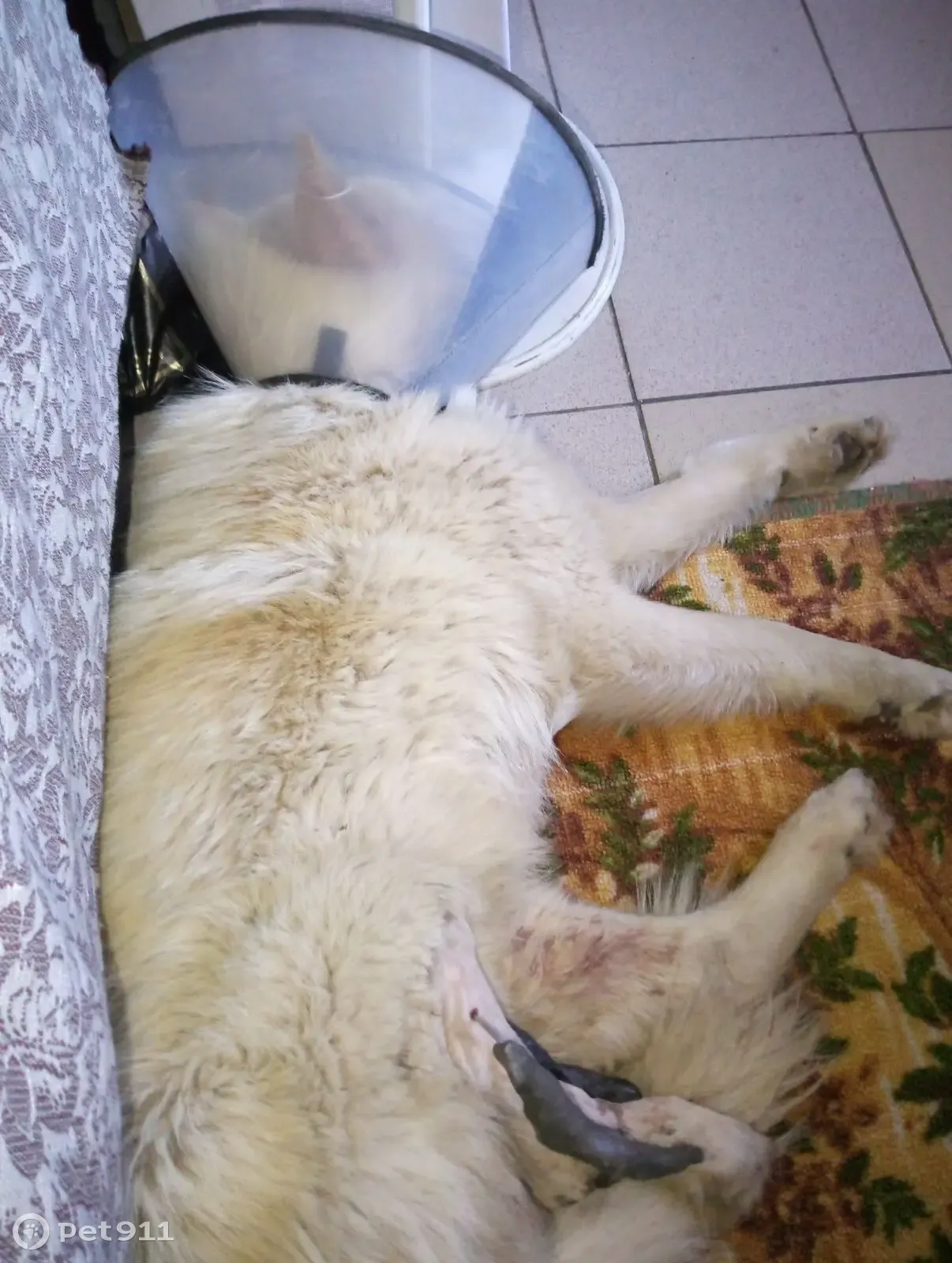 Пропала собака Мальчик, порода Лайка, Производственная ул., Сургут - photo