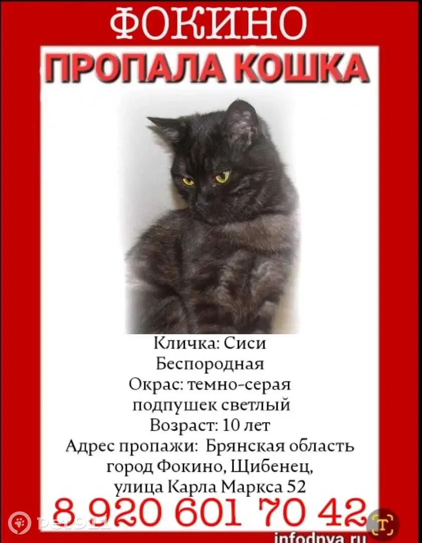Пропала кошка Сиси! Адрес: ул. Калинина, 3, Фокино | Pet911.ru