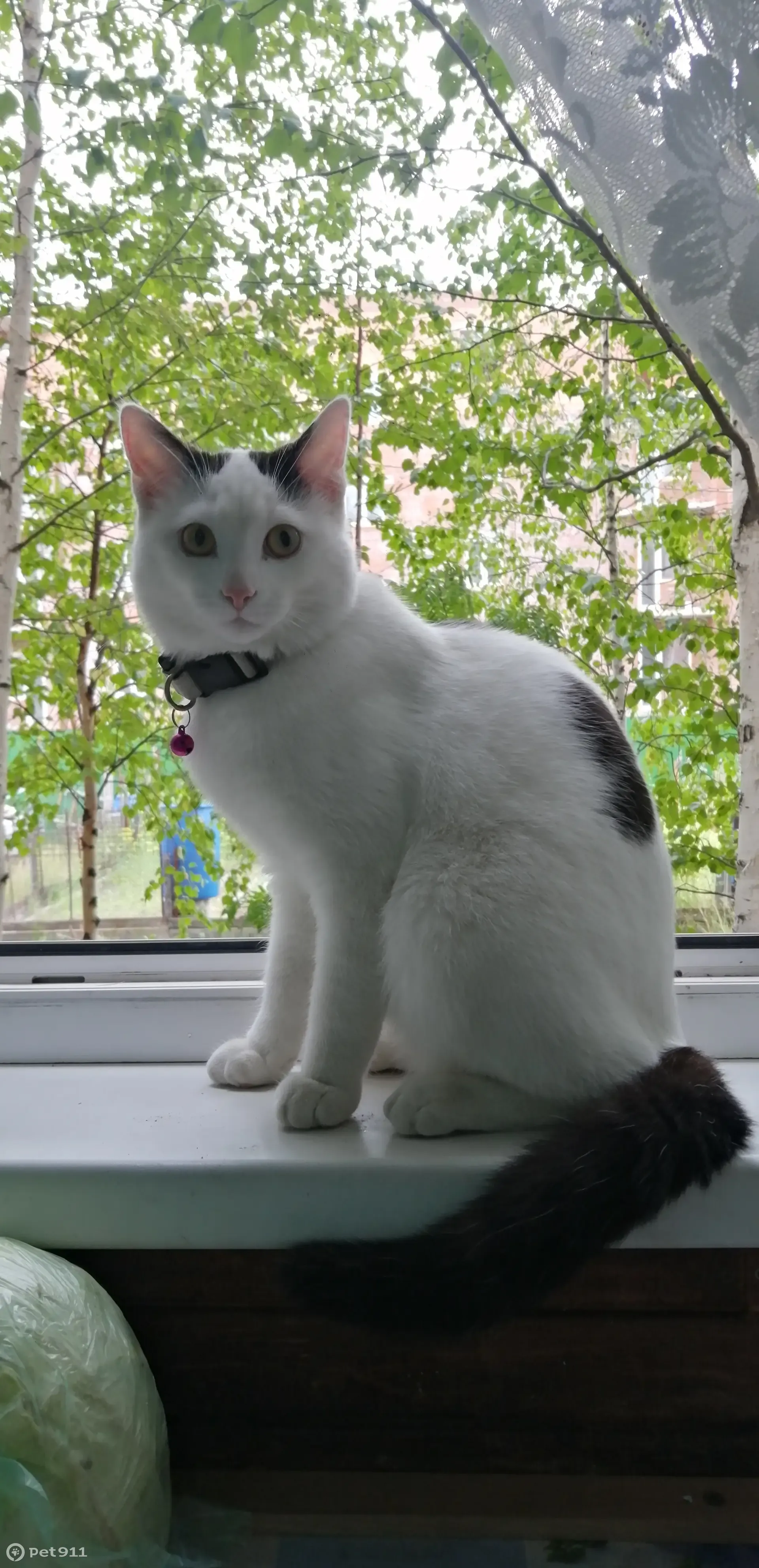 Пропал котик в Ноябрьске, ул. Рабочая 109 - photo