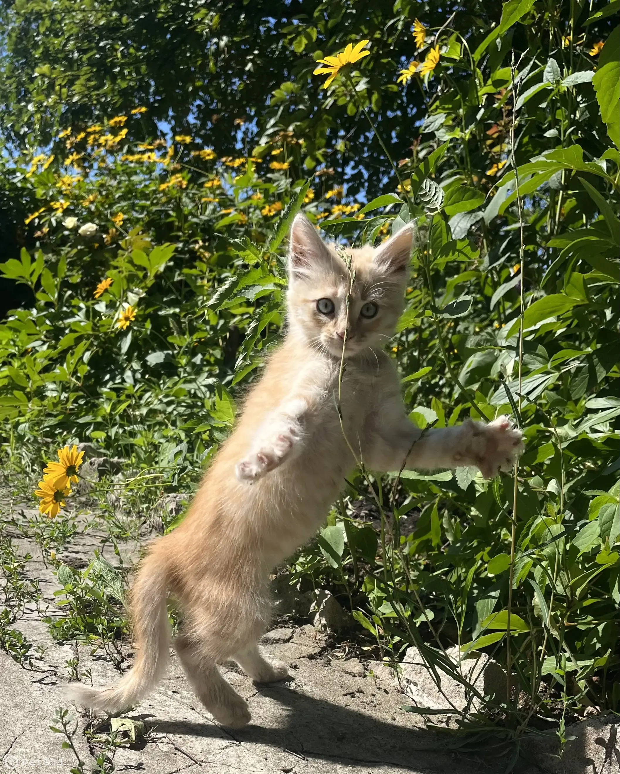 Найдена кошка в пробке на ул. Димитрова, Воронеж | Pet911.ru