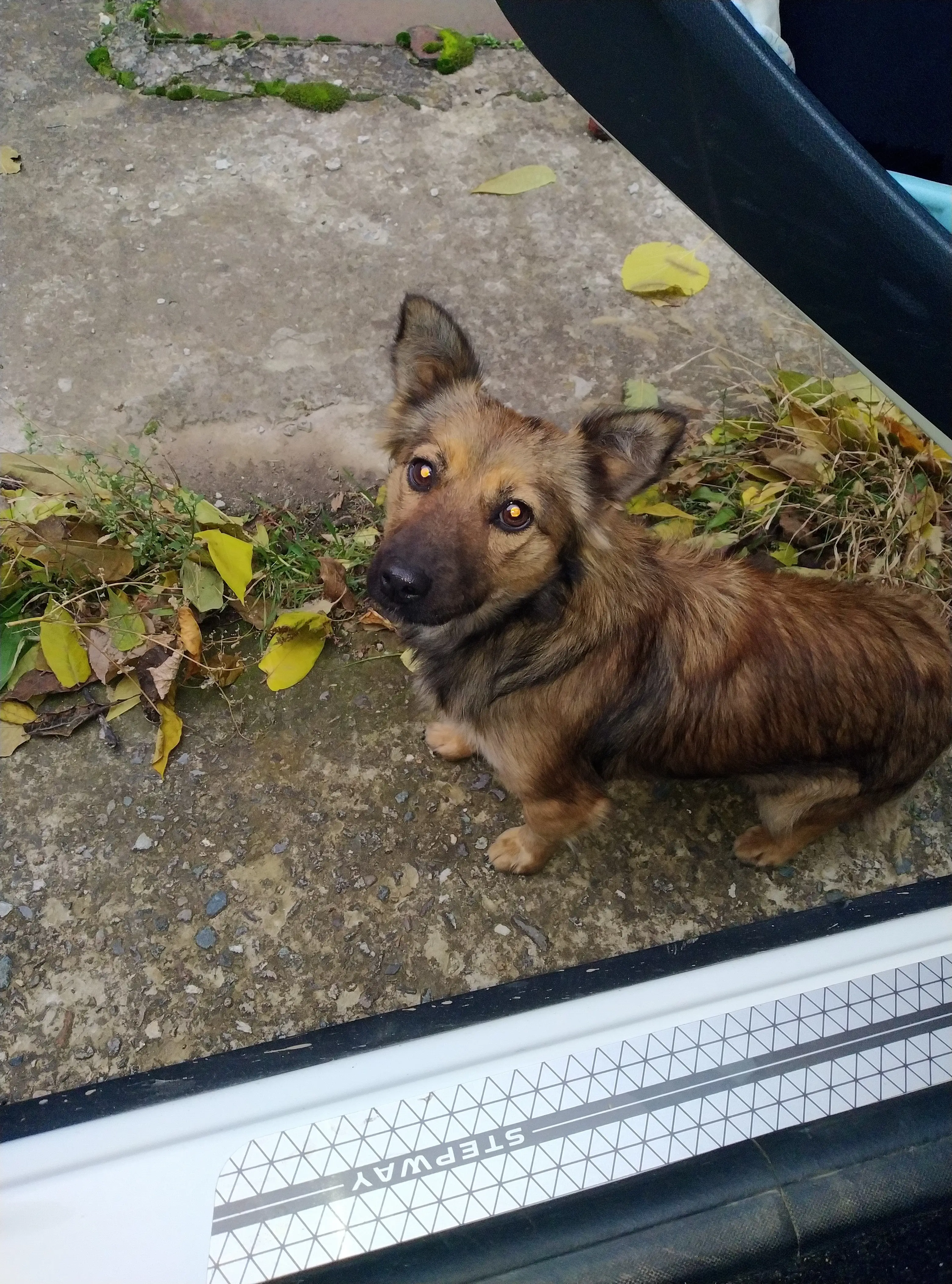 Пропала собака, Колбасовская ул., 27, Сальск | Pet911.ru