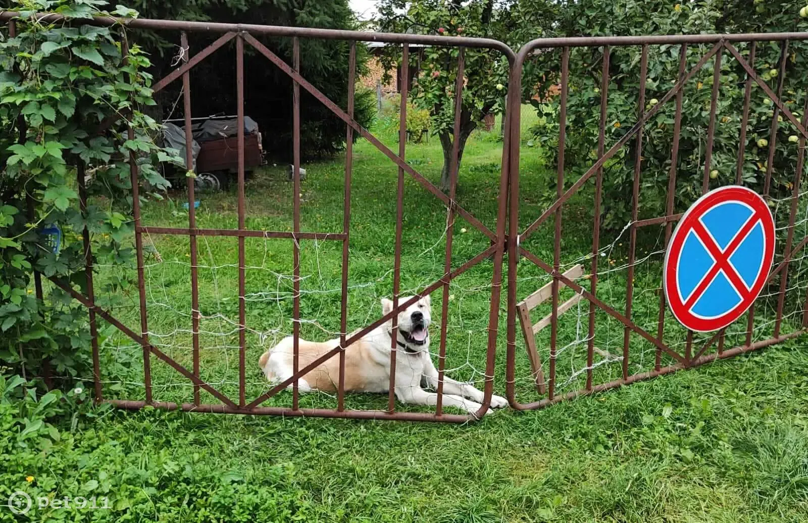 Найдена худая собака Алабай, отправлена в приют (г.Подольск) | Pet911.ru