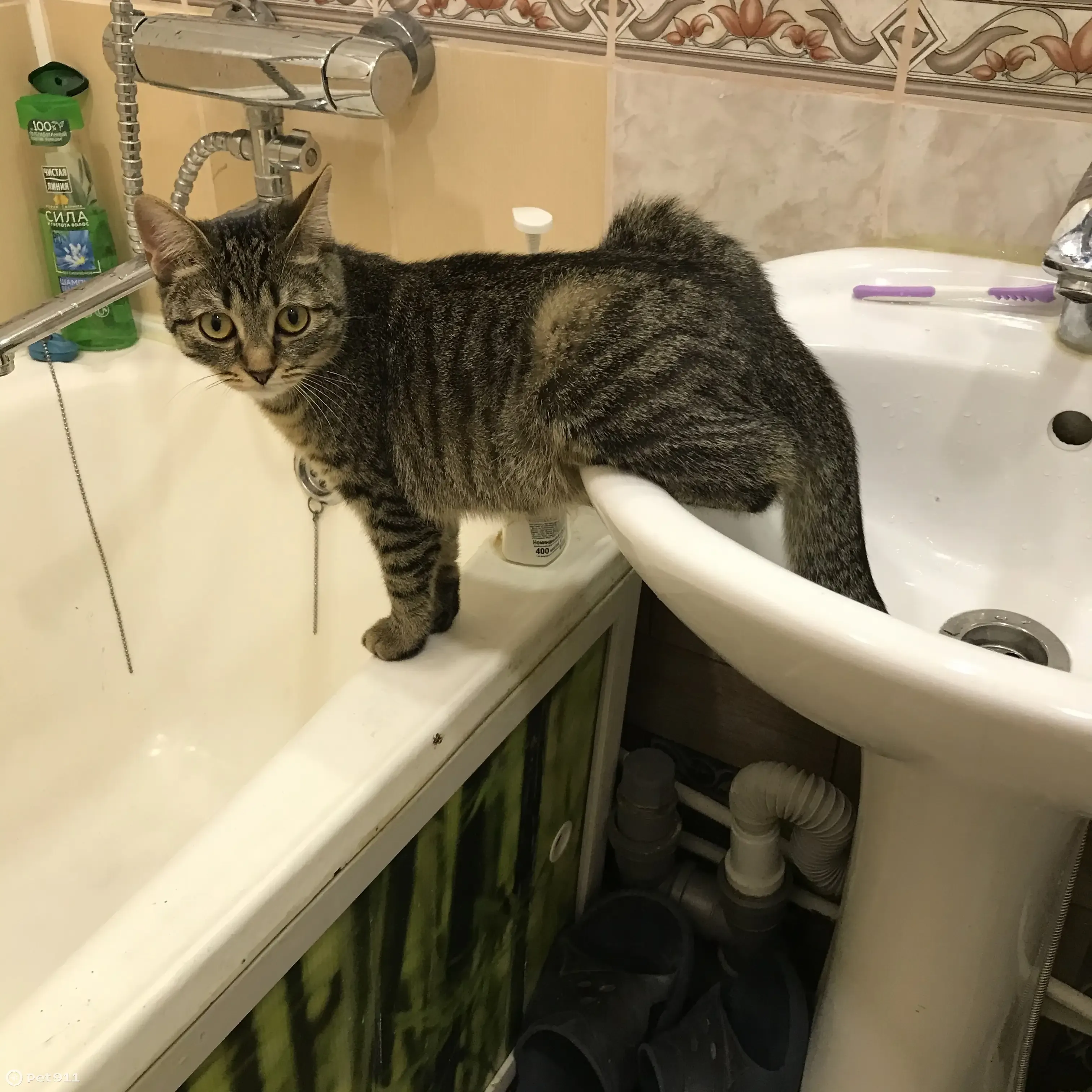 Камышовый окрас кошки