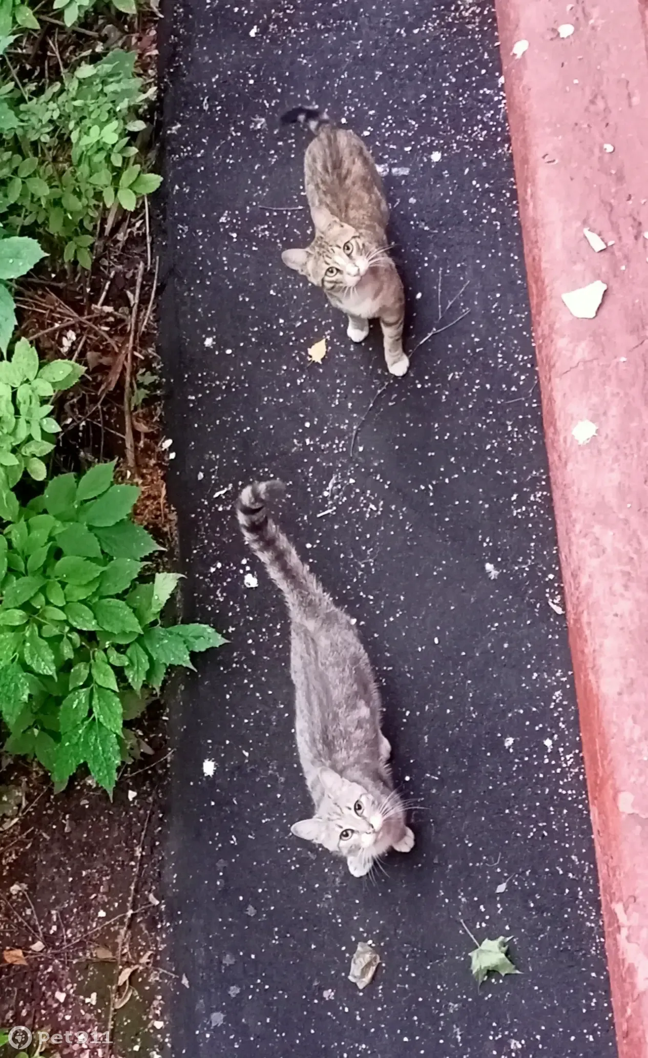 Найдена кошка Москва, ЮАО Нагорный, Симферопольский бульвар, д.15, к.1 |  Pet911.ru