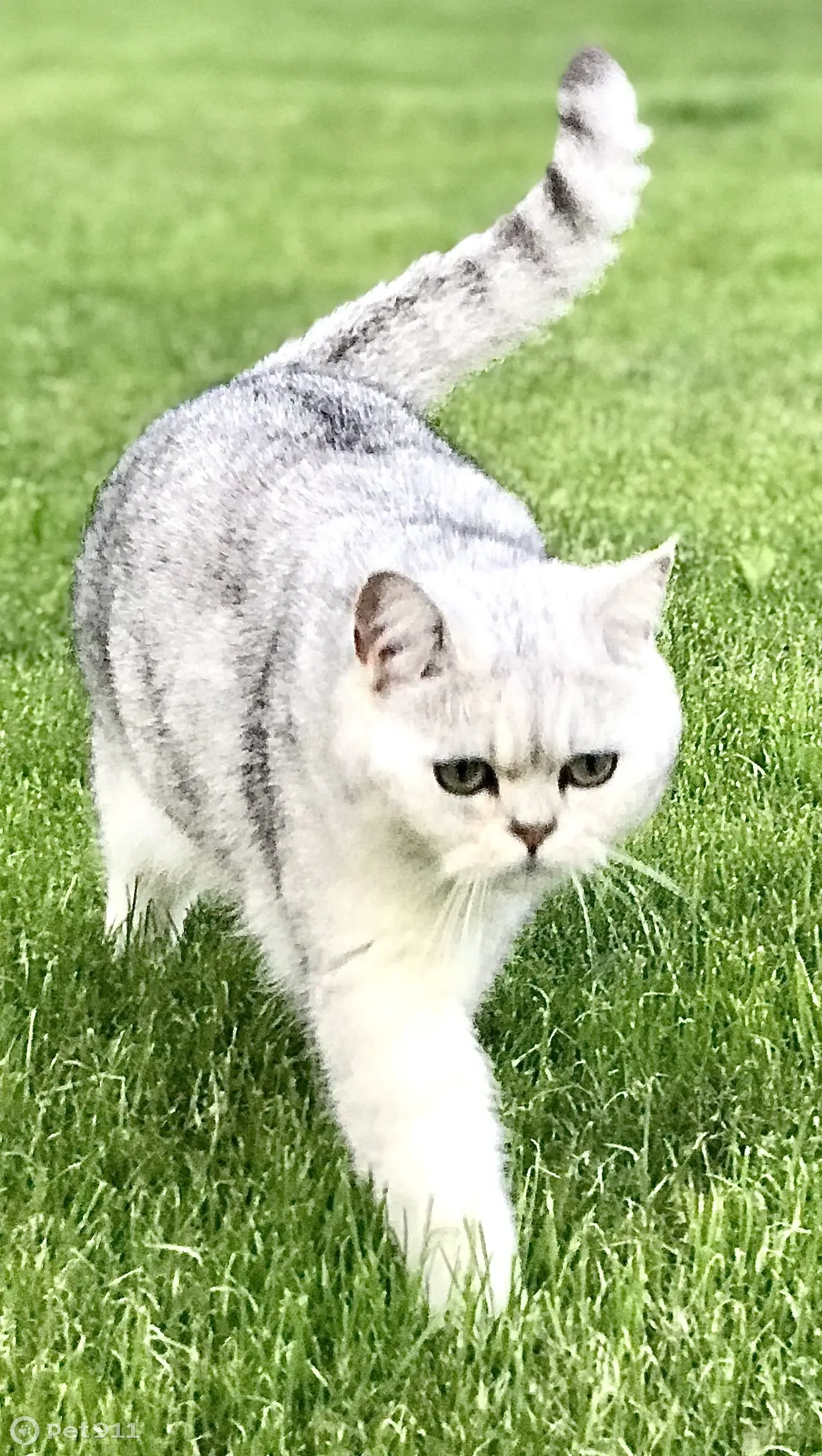 Пропал кот на Вокзальной ул., Видное - photo