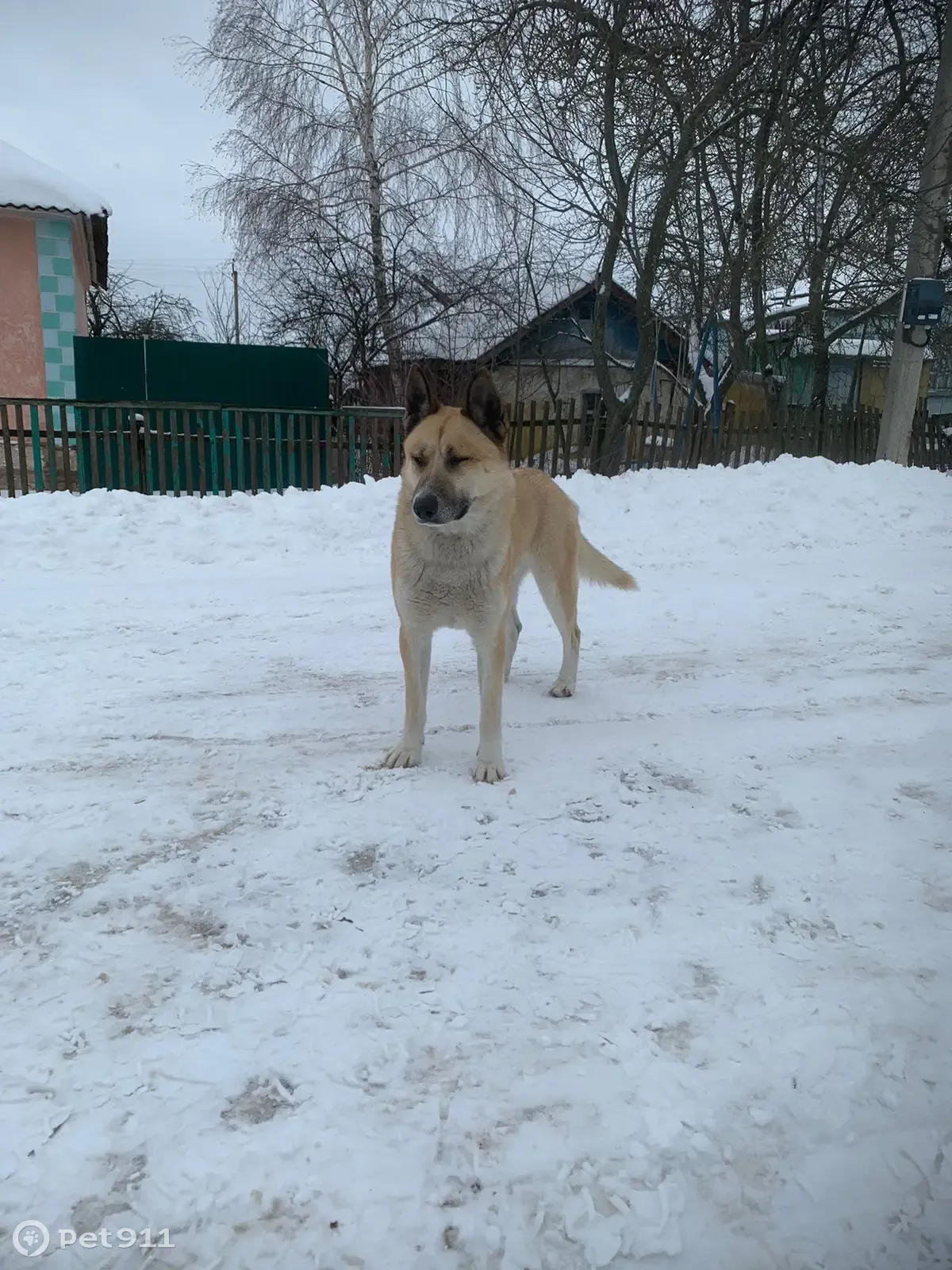 Пропала собака: метис хаски и овчарки, адрес: Южная улица, Свобода |  Pet911.ru