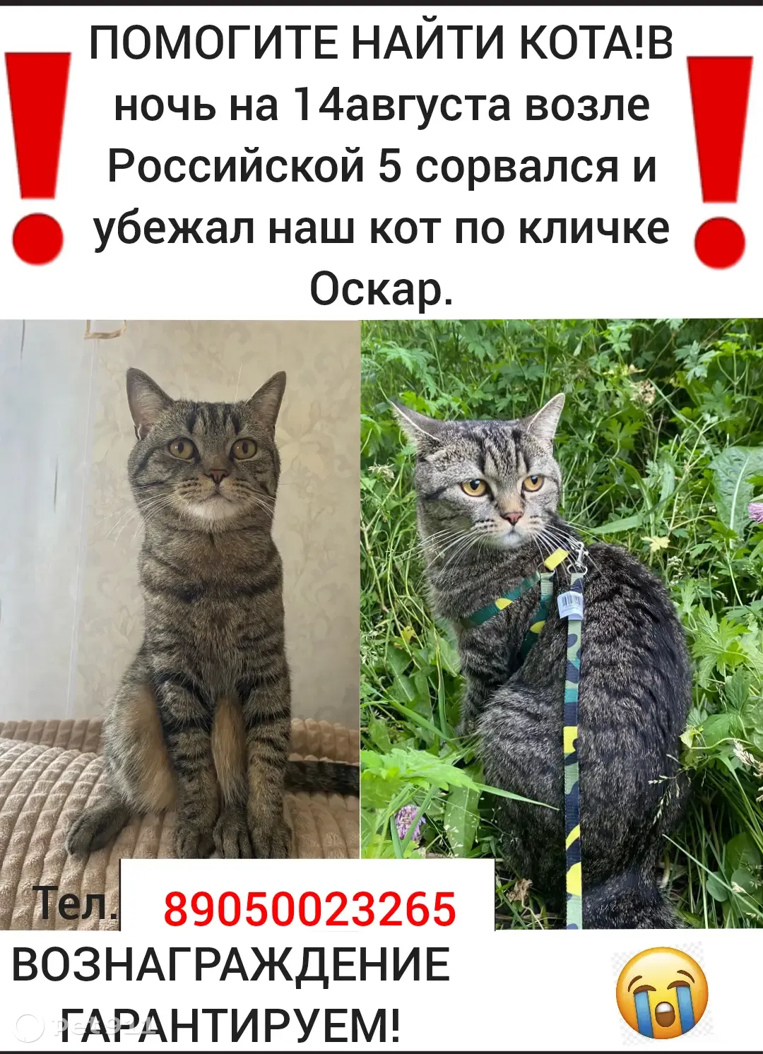 Пропала кошка Оскар, Российская улица, 7, Уфа | Pet911.ru