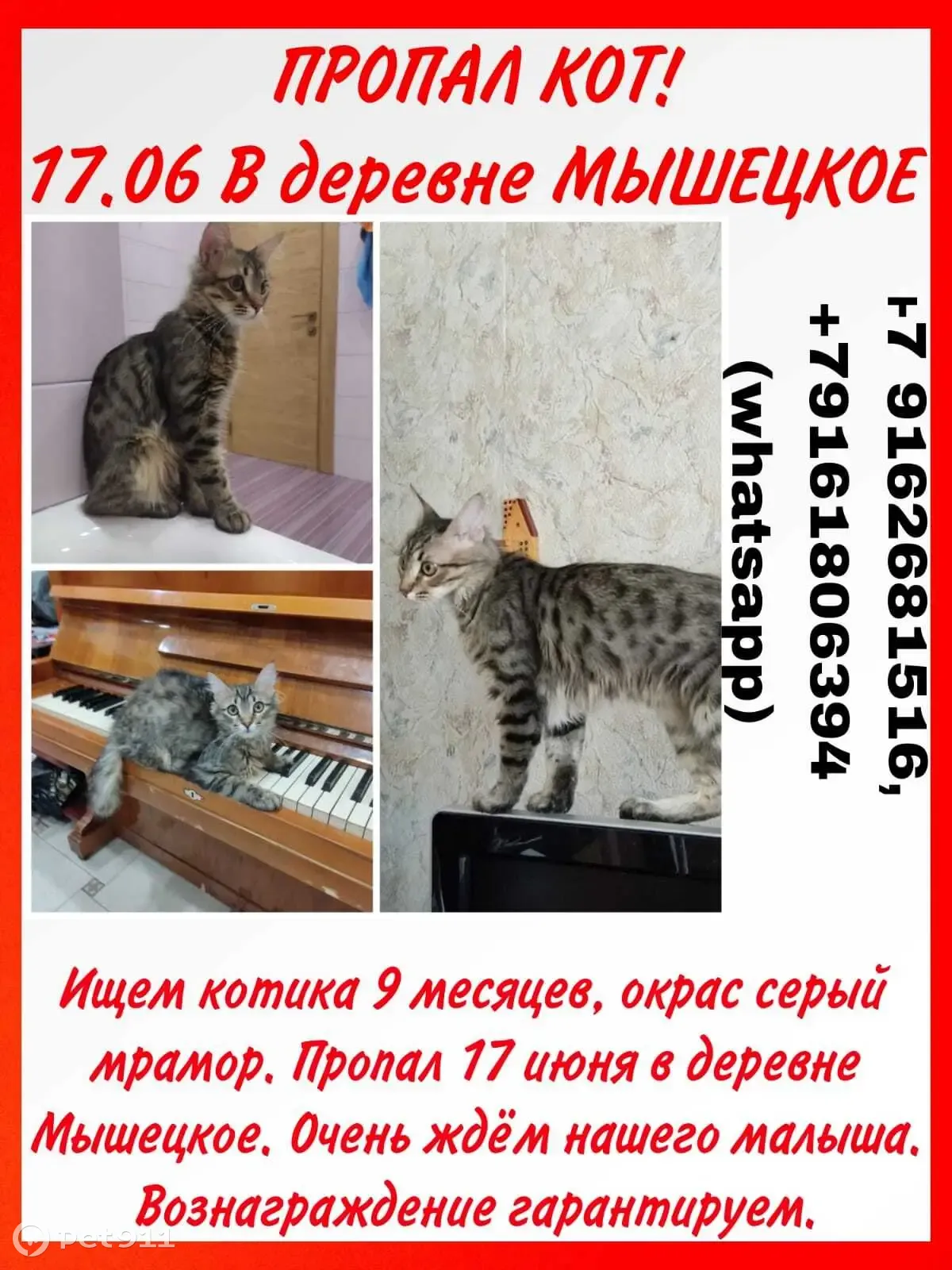 Пропала кошка Котик, 11 мес, ушел 17 июня, ищем и ждем | Pet911.ru