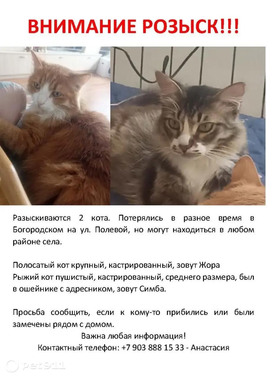 Пропала кошка на Полевой улице, 6 | Pet911.ru