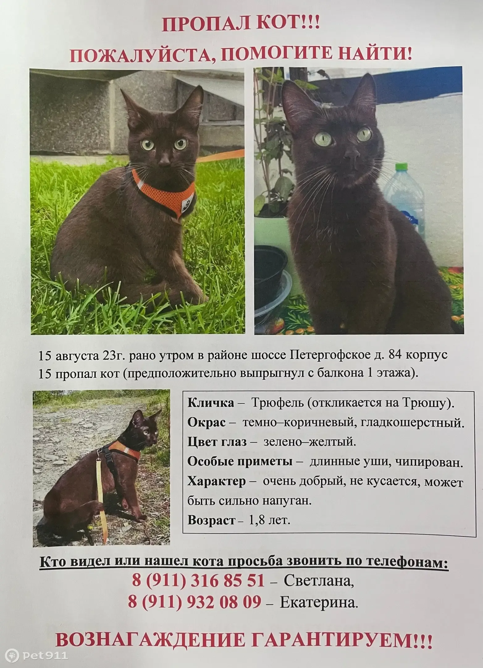 Пропал кот, Петергофское шоссе, 84 к18, СПб | Pet911.ru