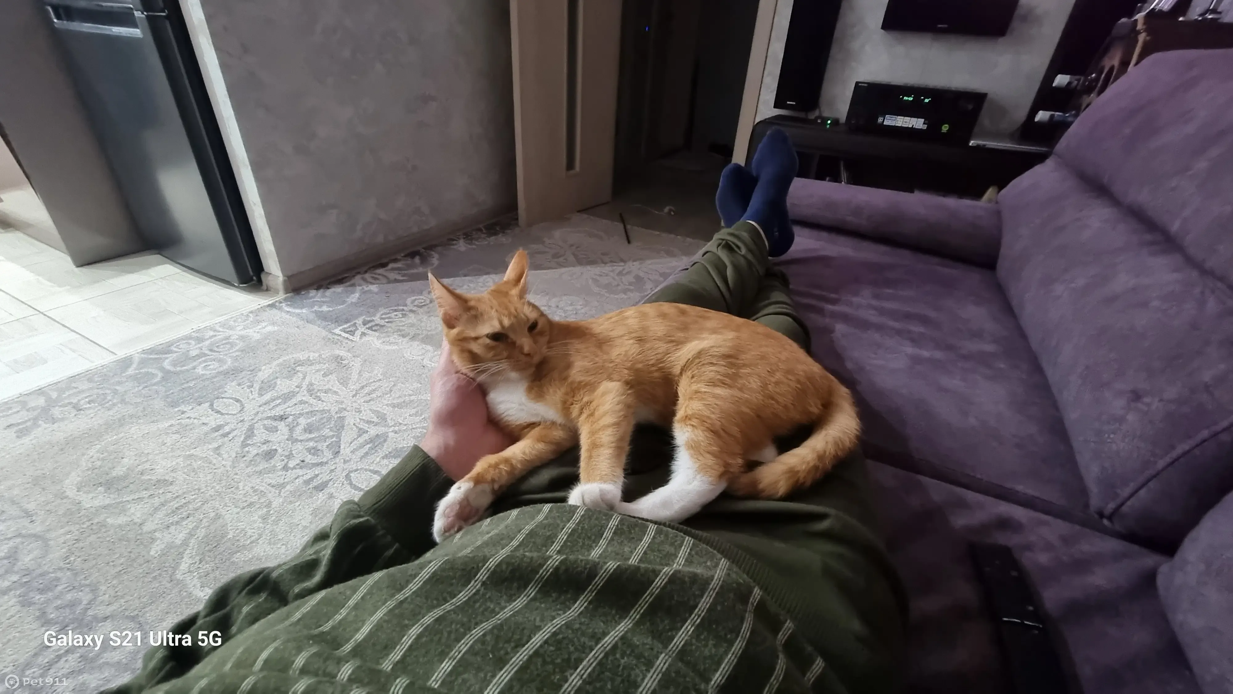 Пропала рыжая кошка, Комсомольская ул. 38А