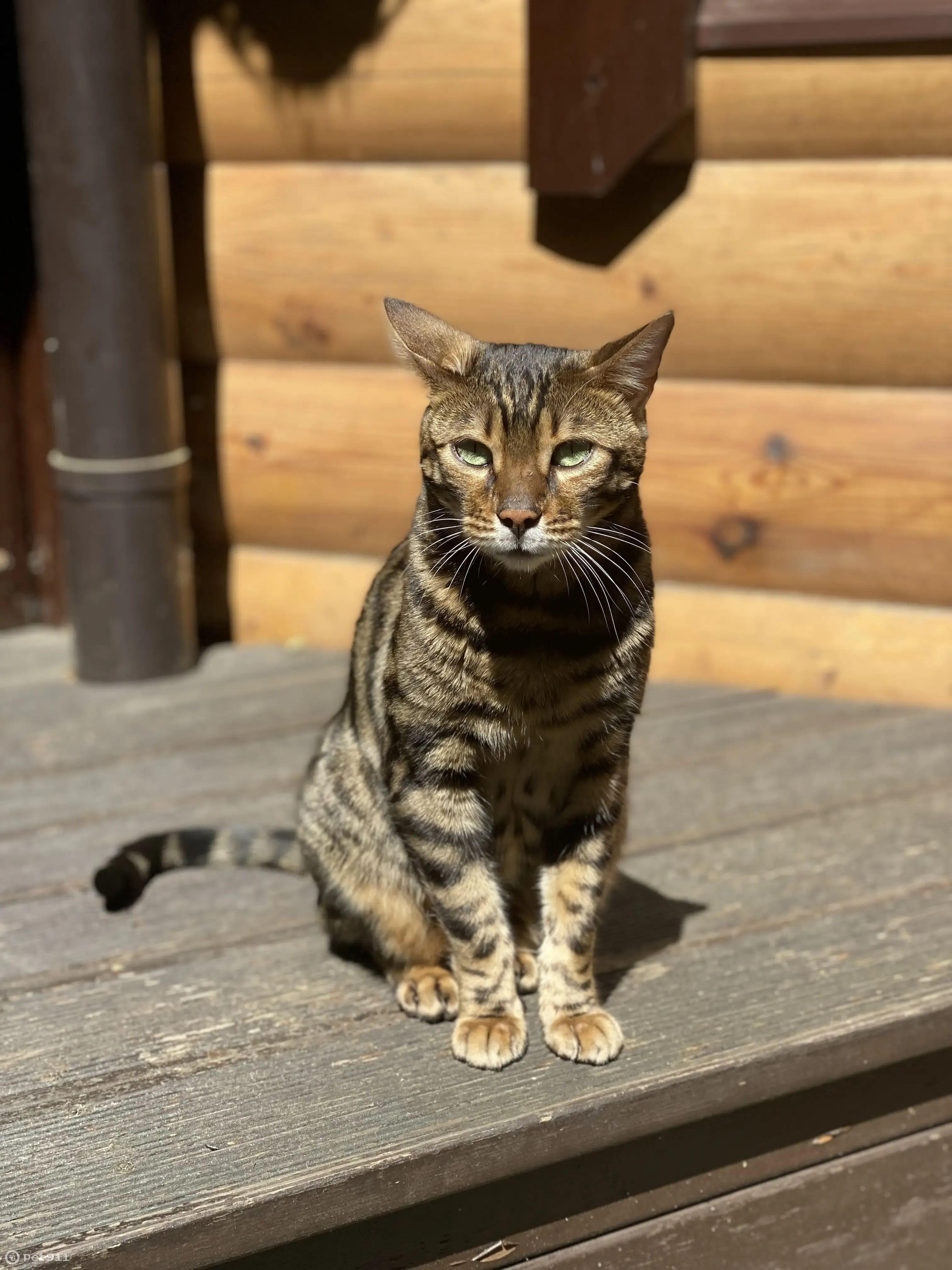 Пропал взрослый бенгальский кот в Тарасково | Pet911.ru