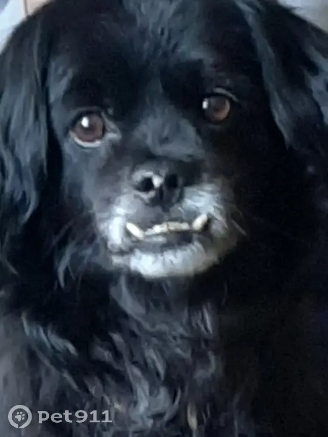 Пропала смесь пикинеса и дворняжки, Майкоп, Комсомольская улица, 198 - photo