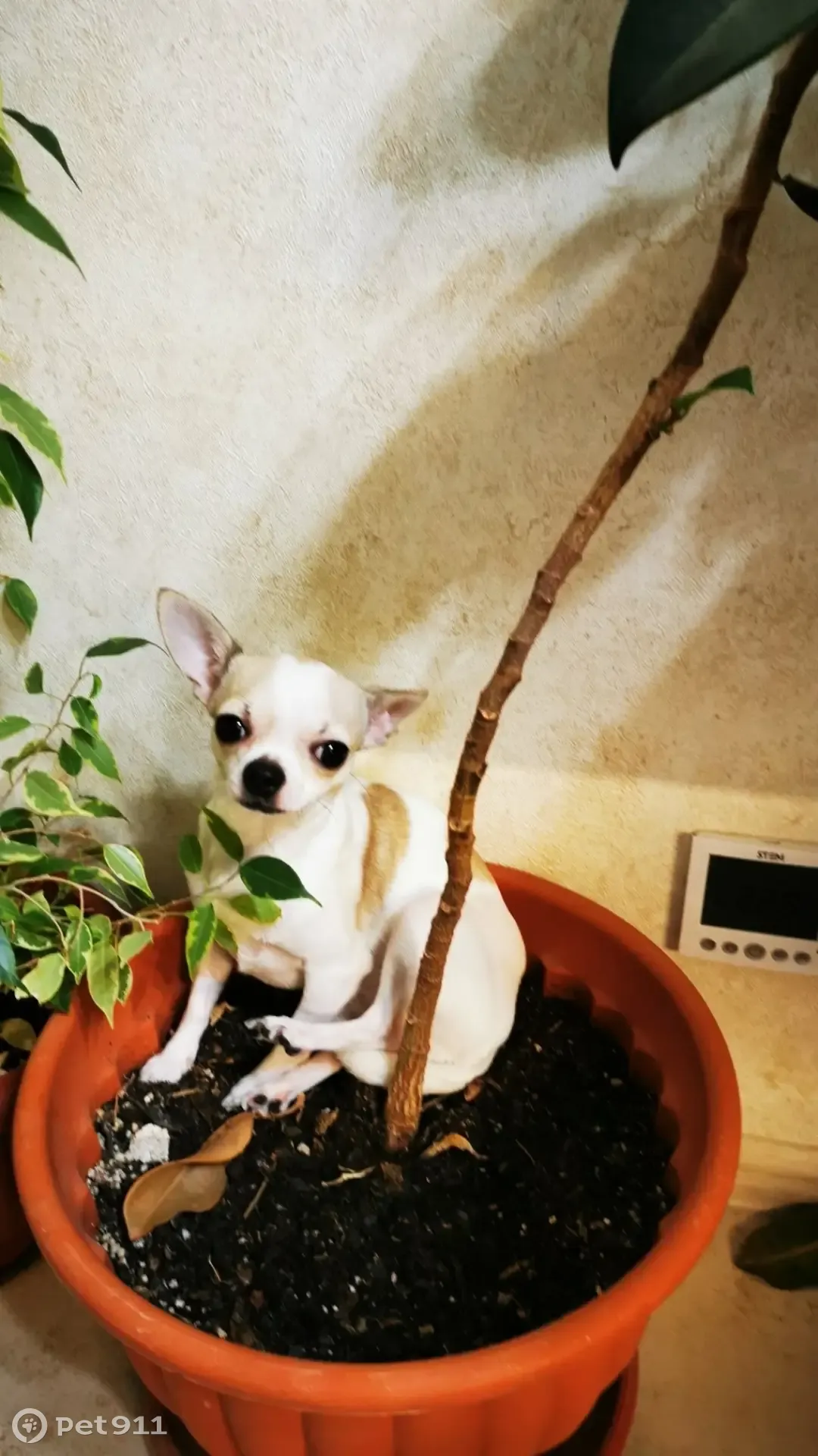 Пропала собака Соня, ул. 30 лет Победы, 16, Волгодонск - photo